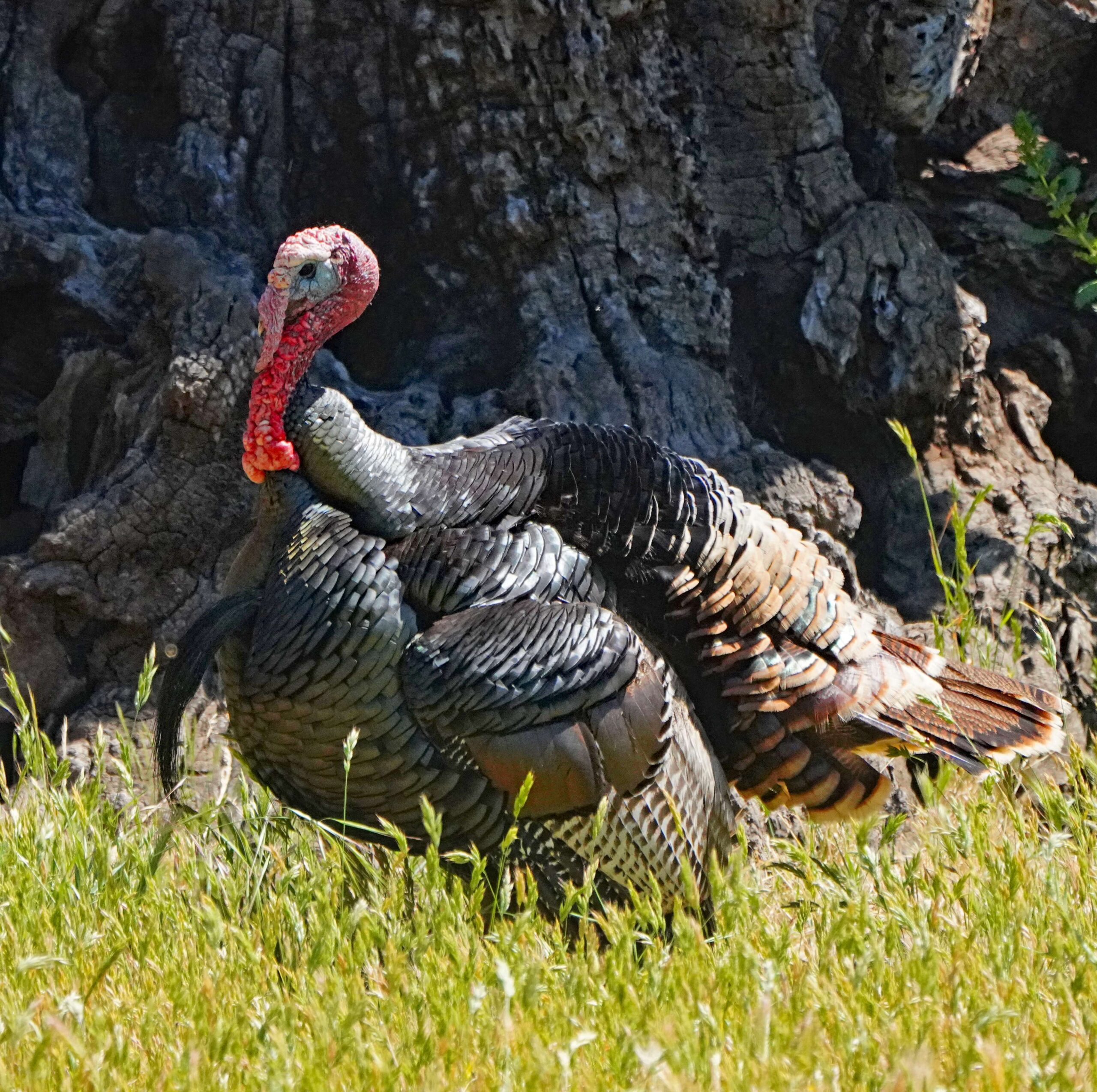 Wild Turkey