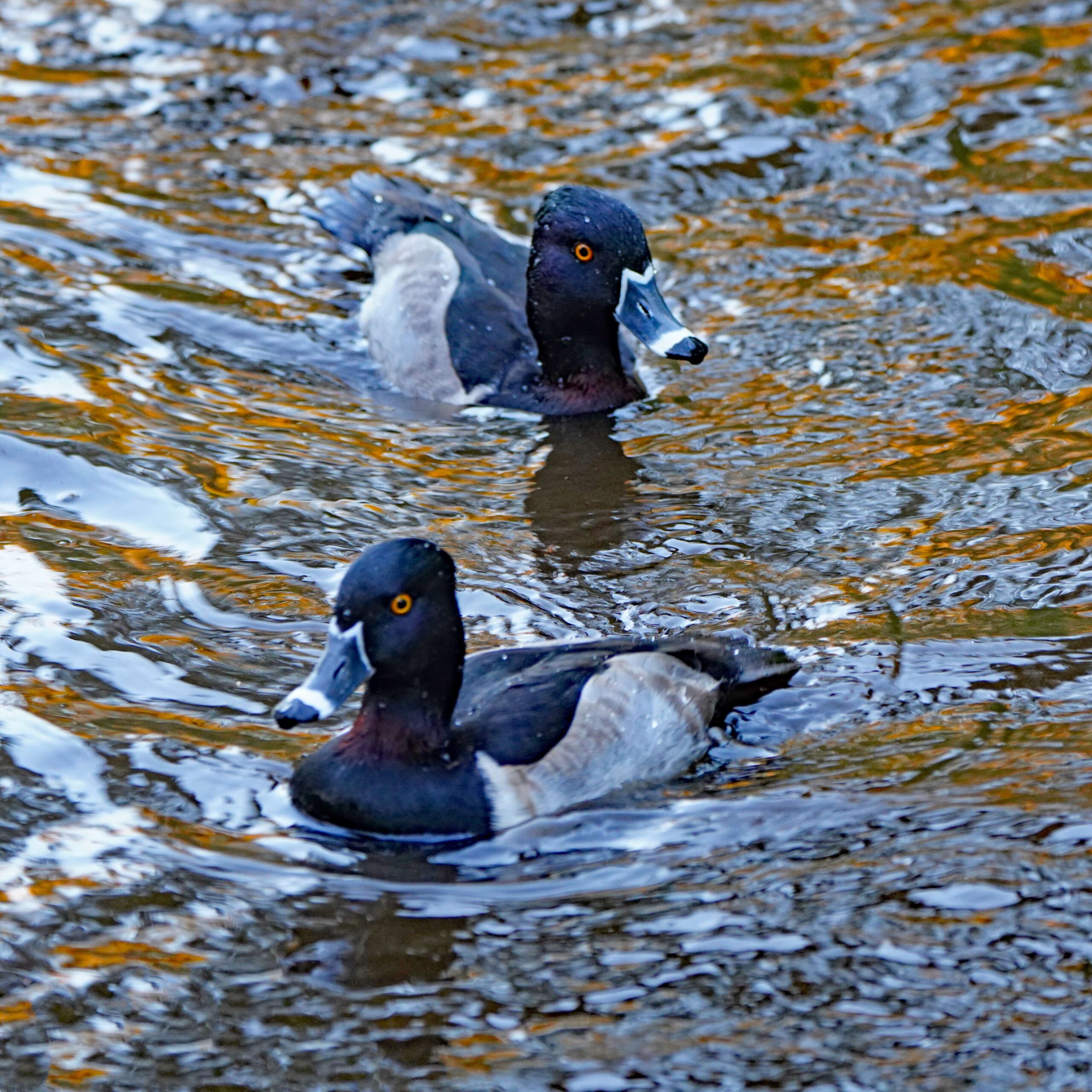 Ring-necked Ducks