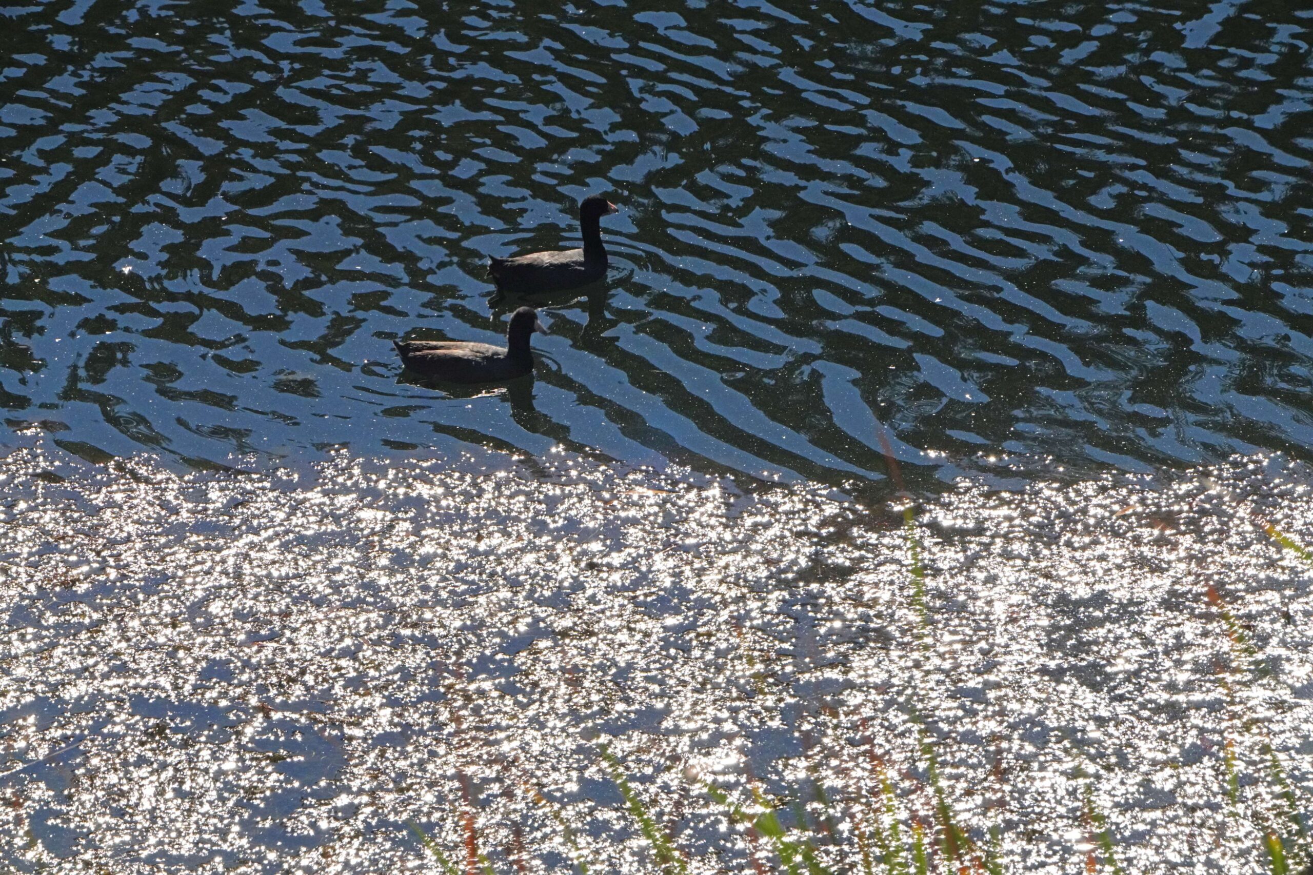 American Coots