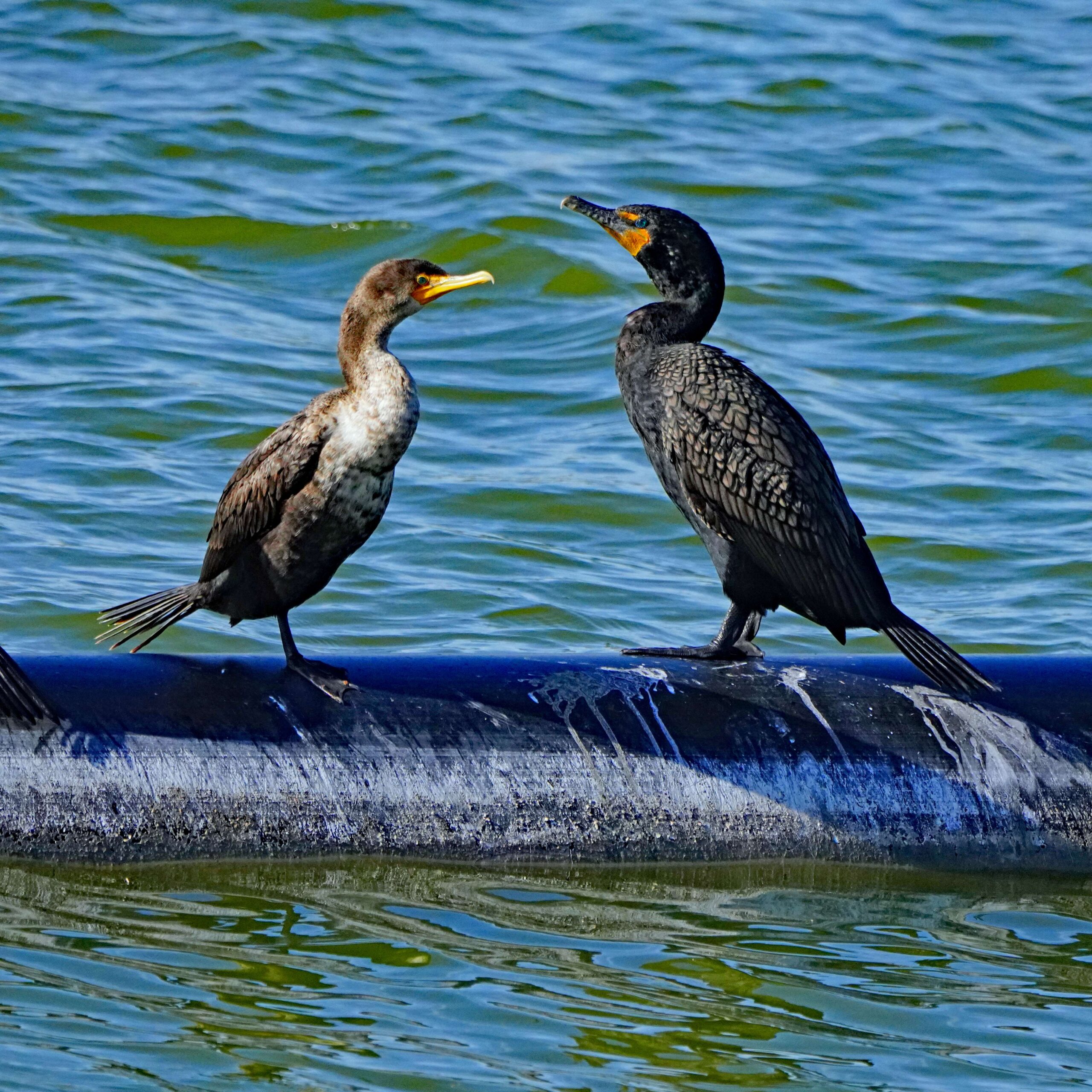 Double-crested Cormorants