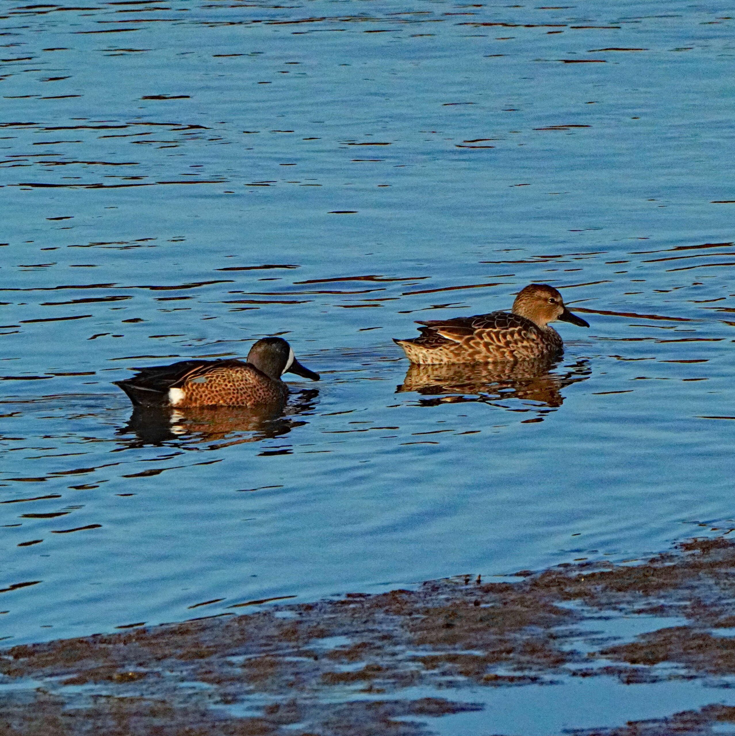 Blue-winged Teal