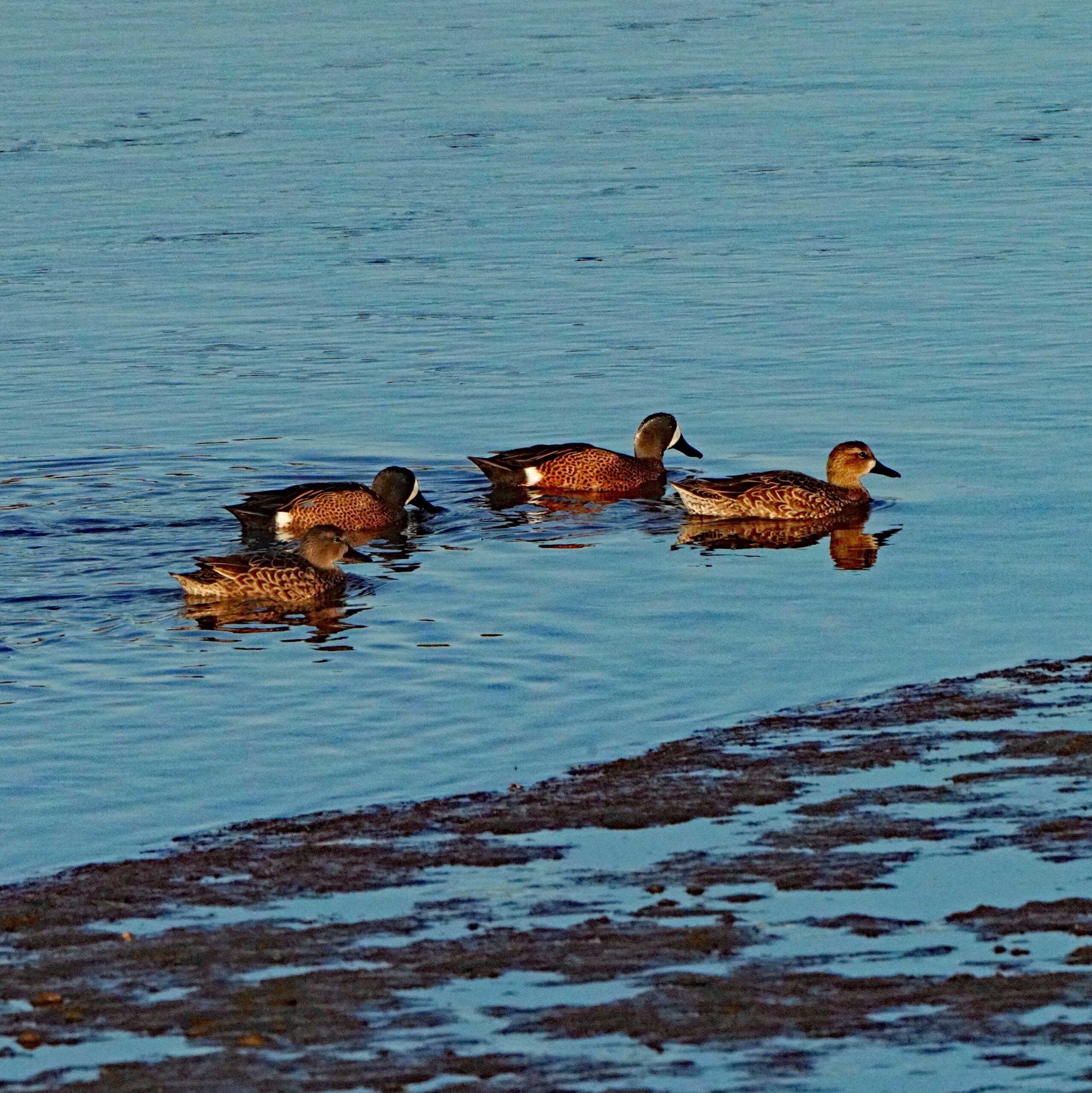 Blue-winged Teal