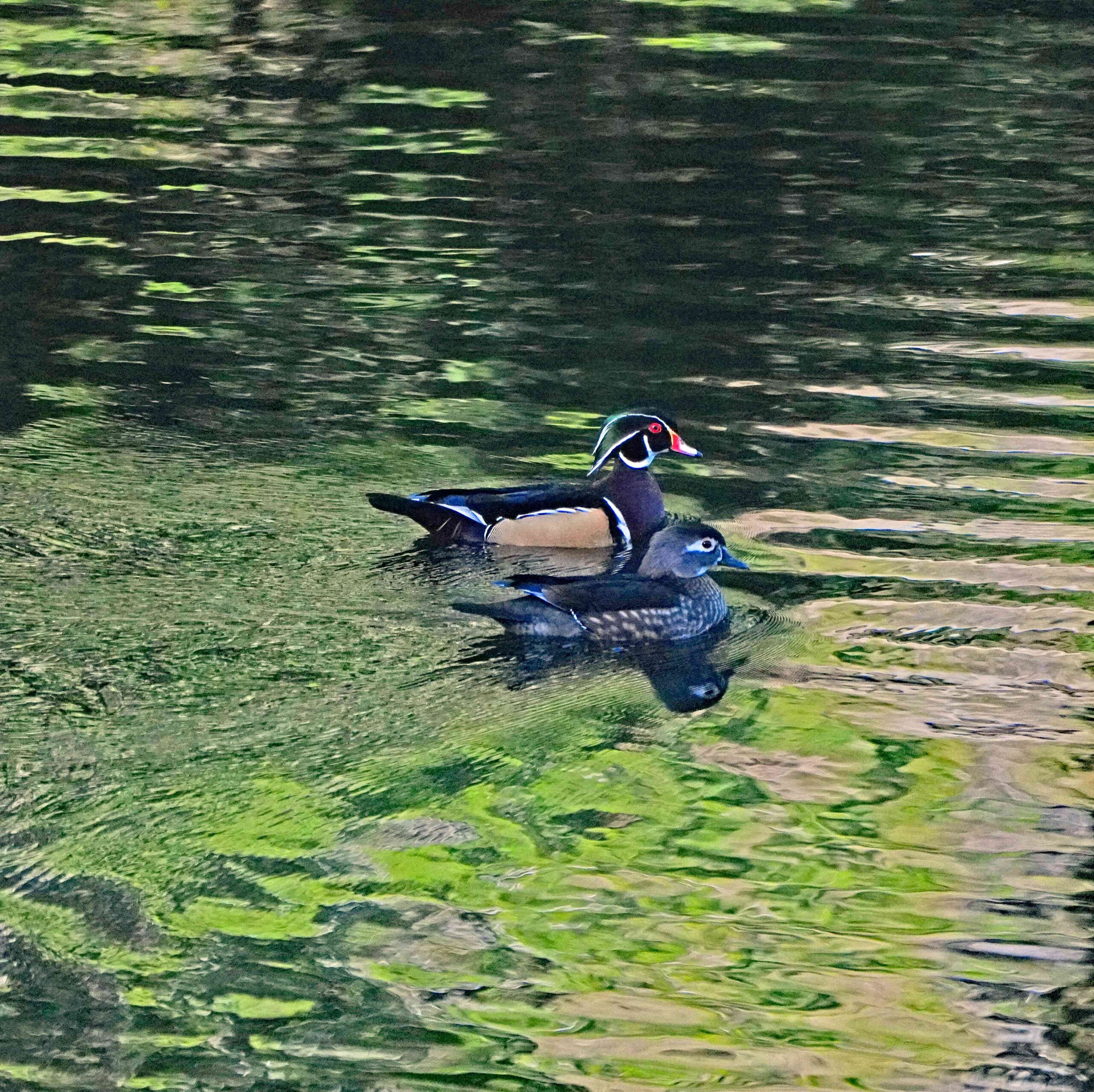 Wood ducks