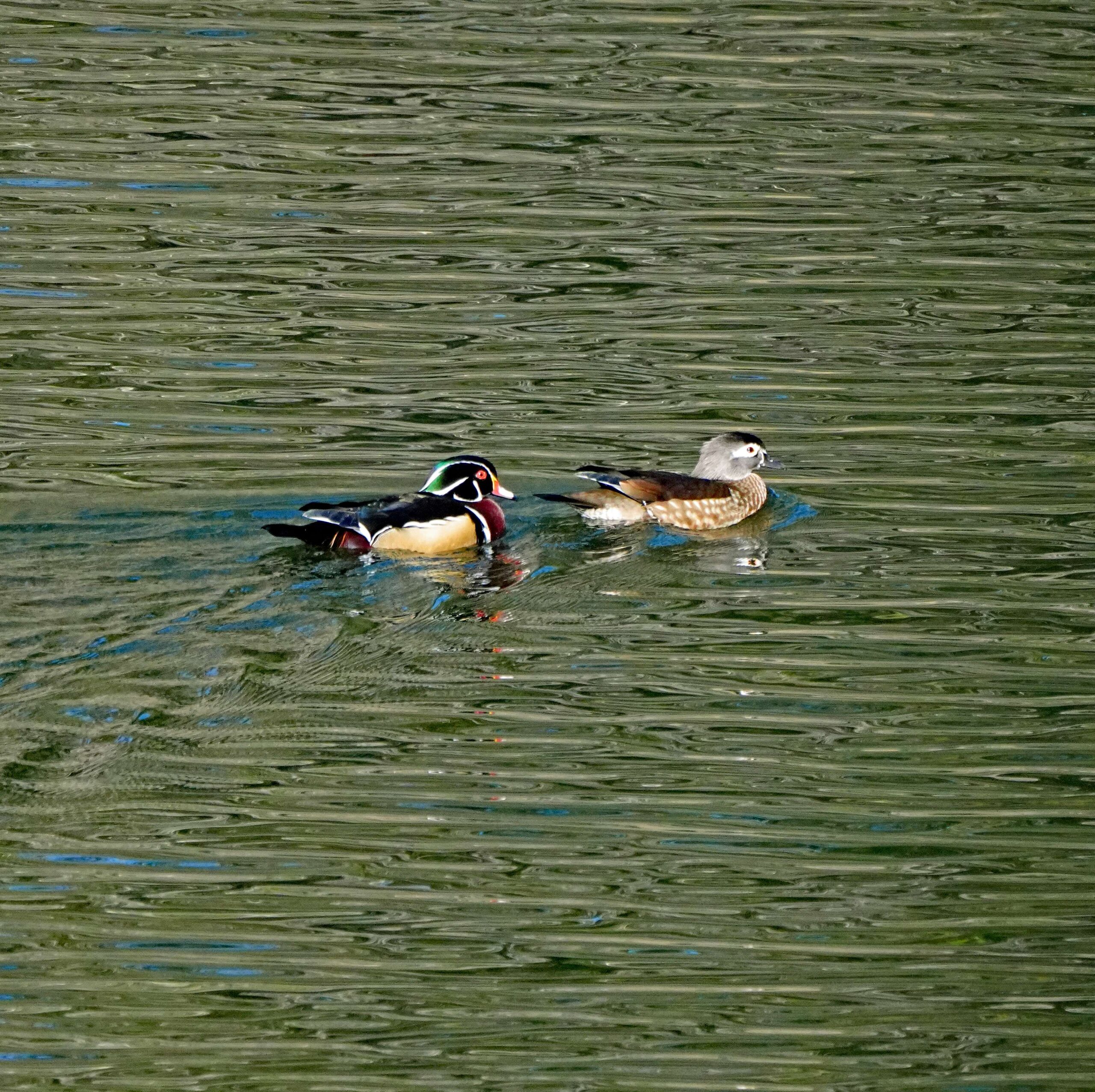 Wood ducks