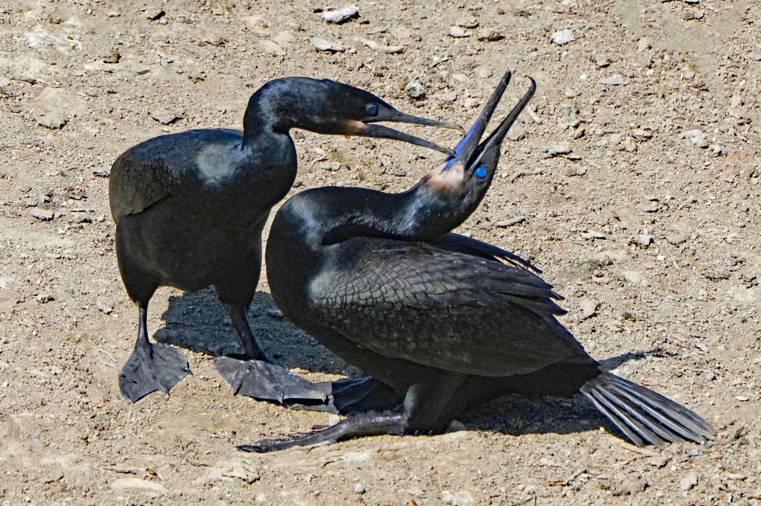 Brandt's Cormorants
