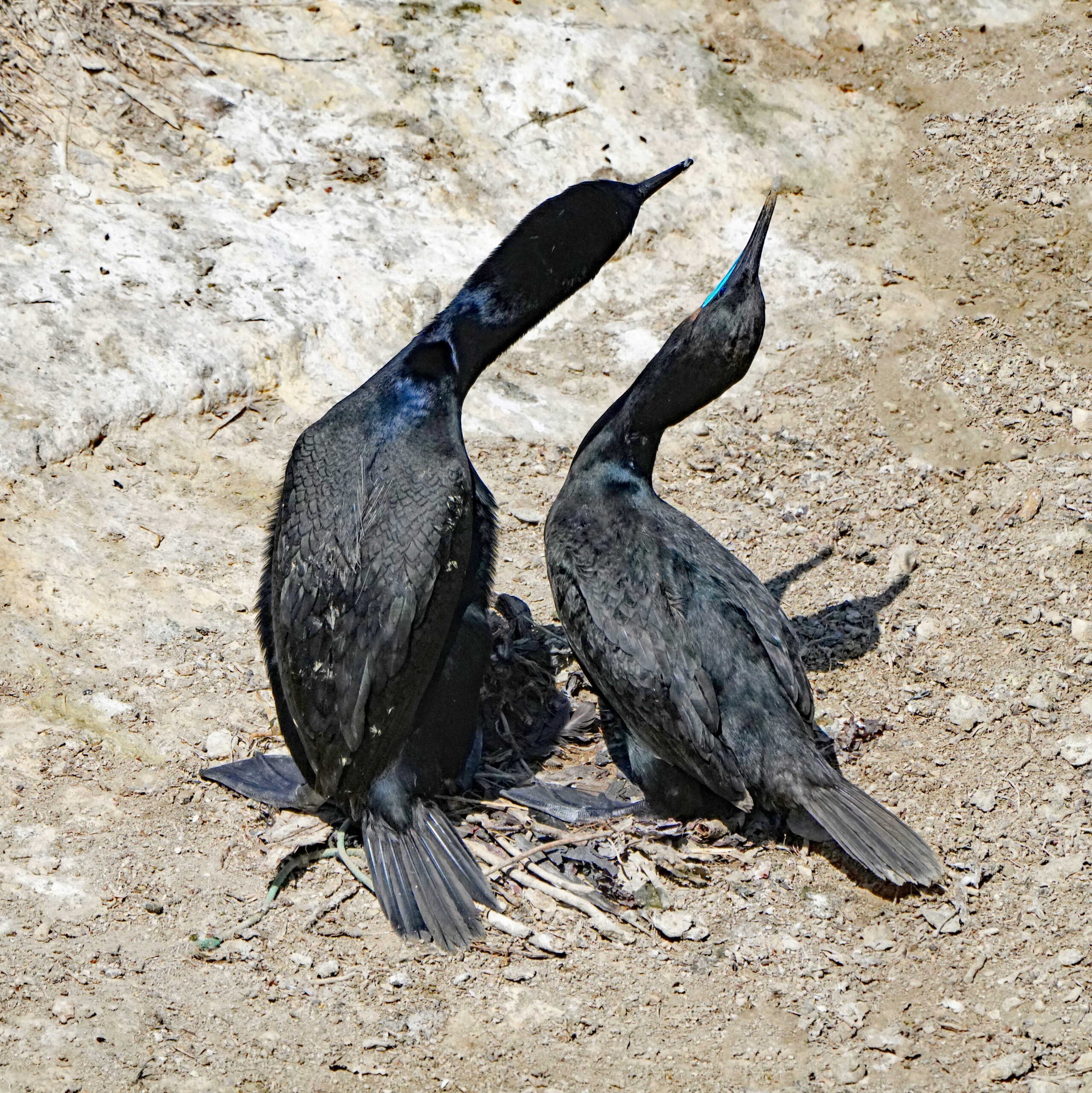 Brandt's Cormorants