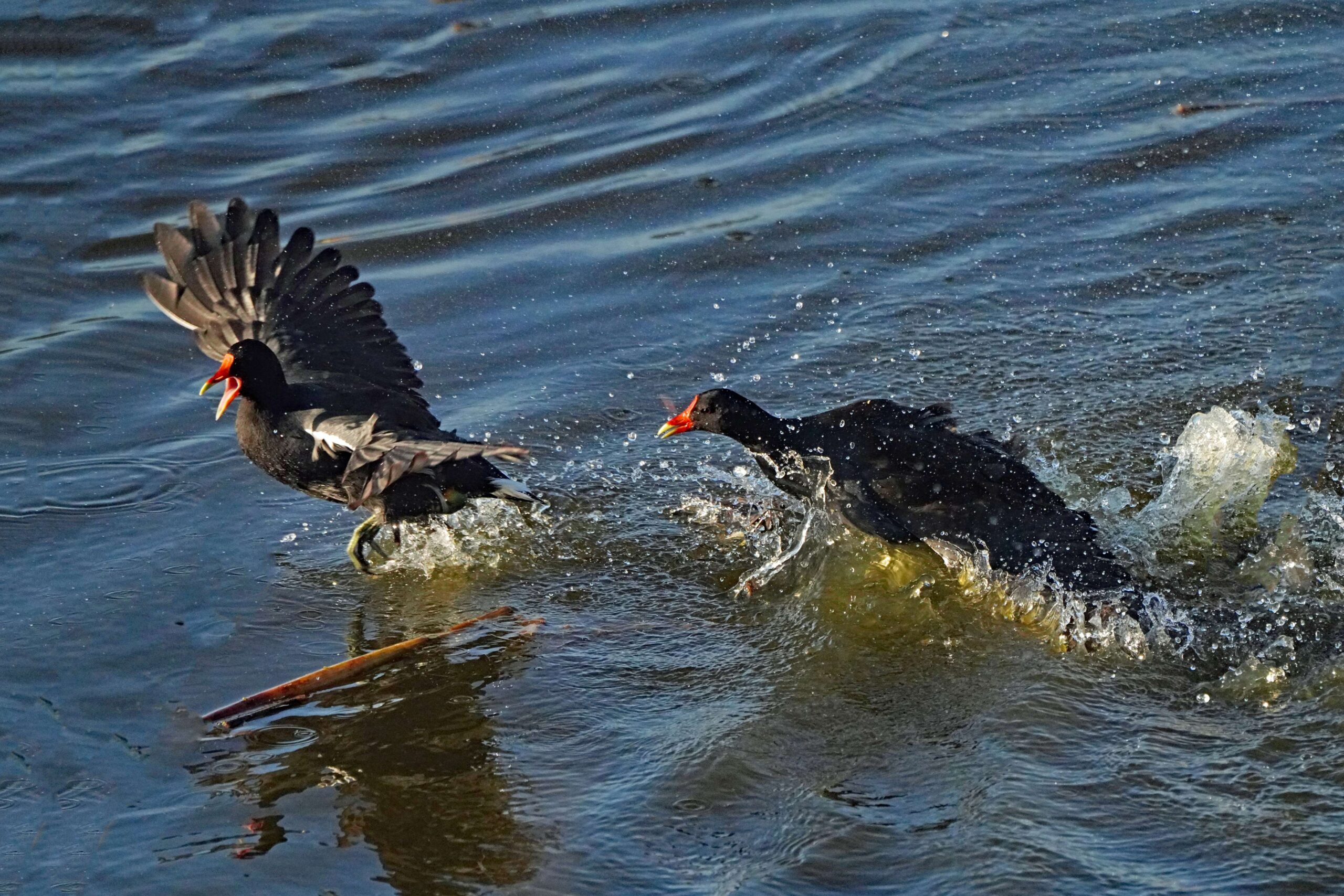 Common Gallinule