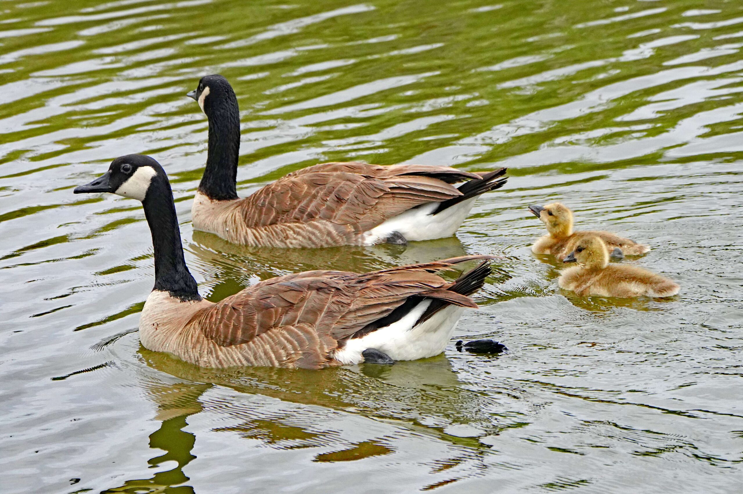 Canada Geese and Goslings