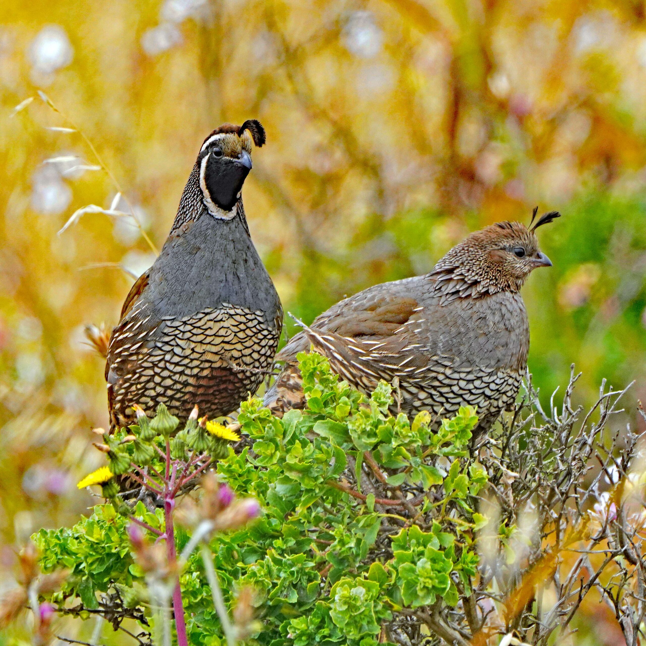 California Quail