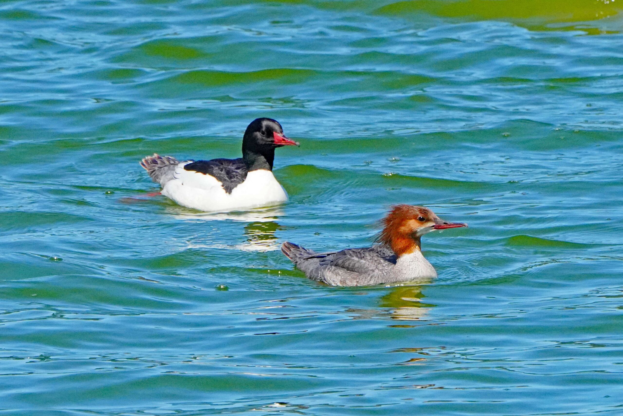 Common Mergansers