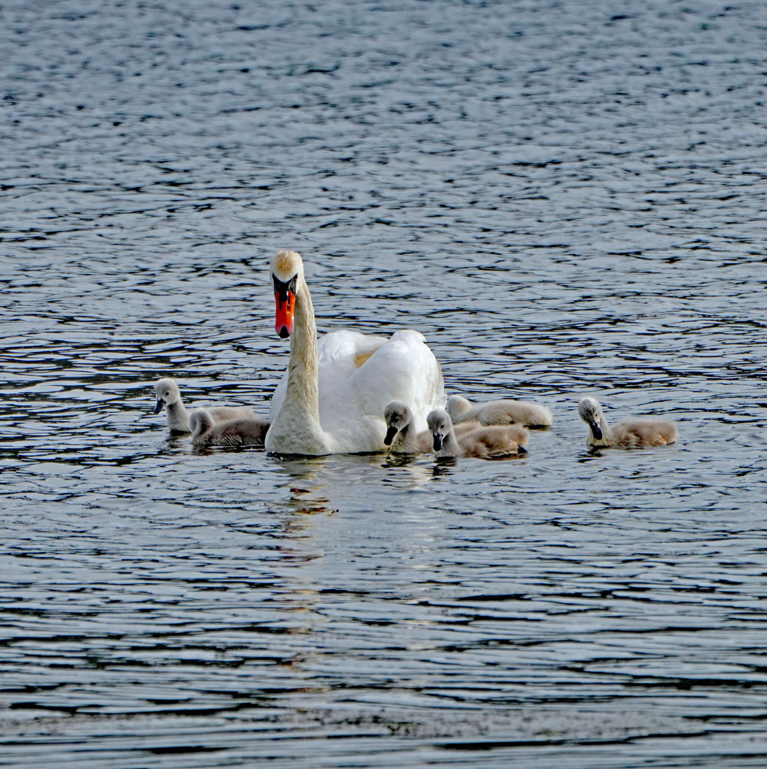 Mute Swan and Cygnets