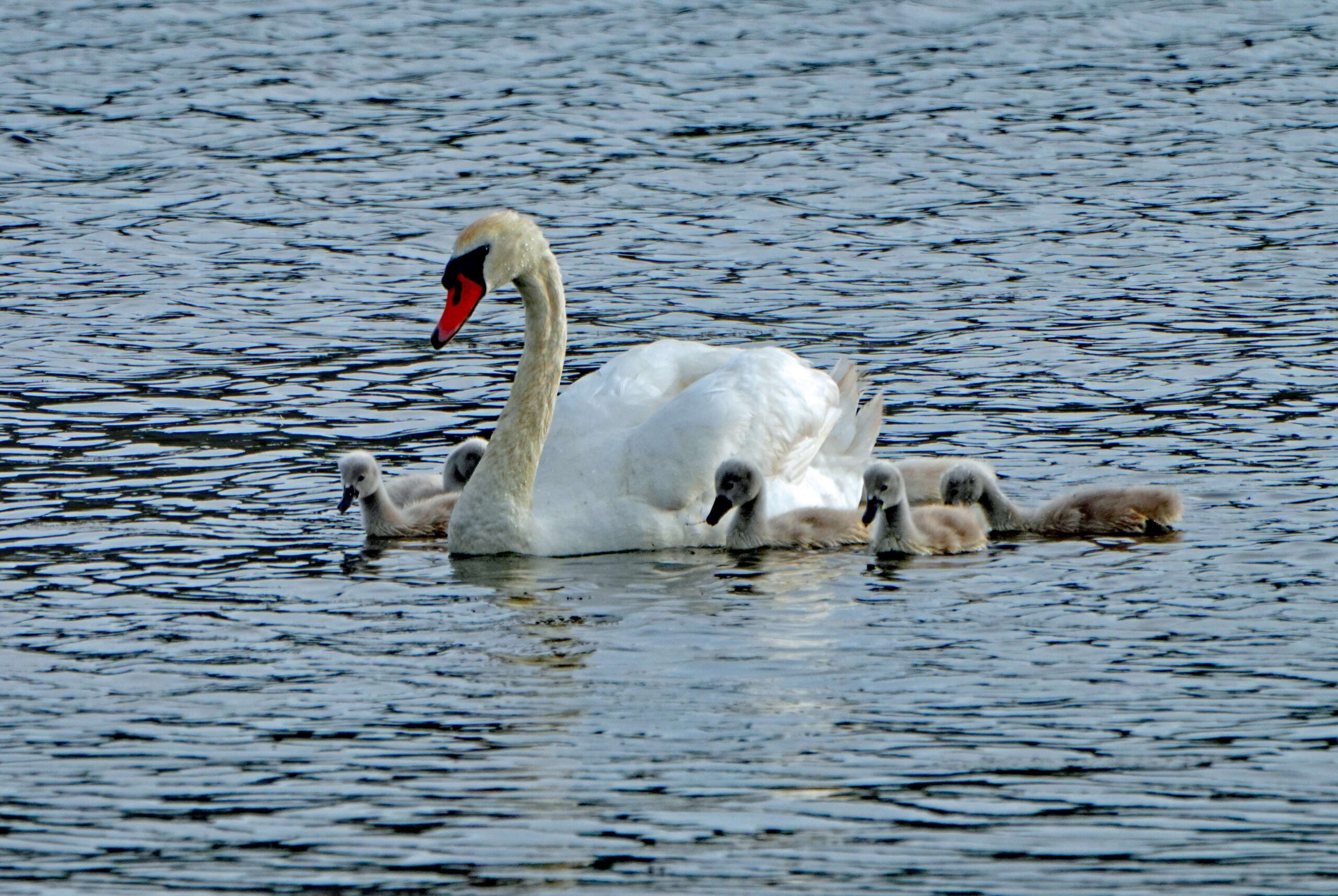 Mute Swan and Cygnets