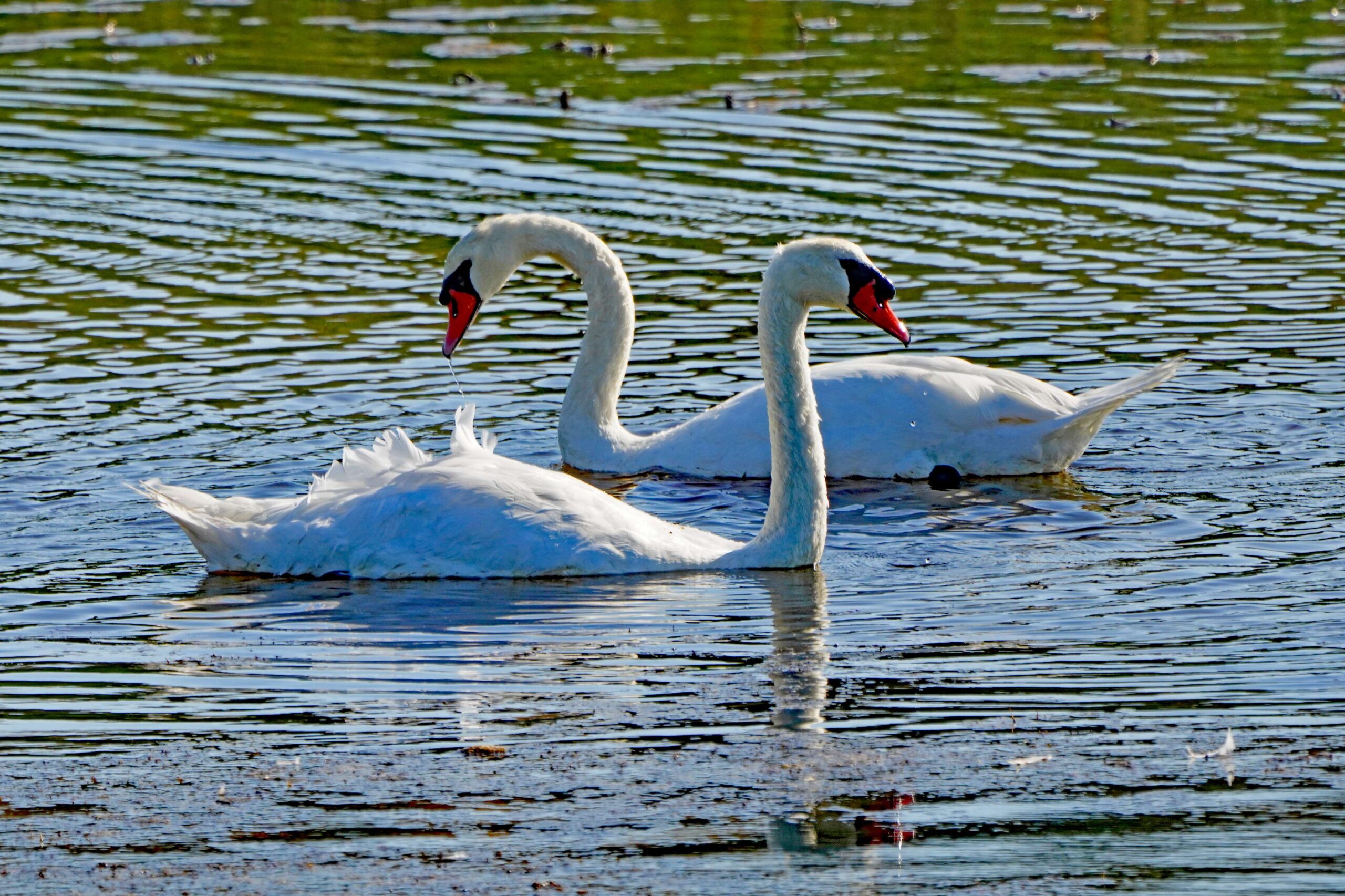Mute Swans