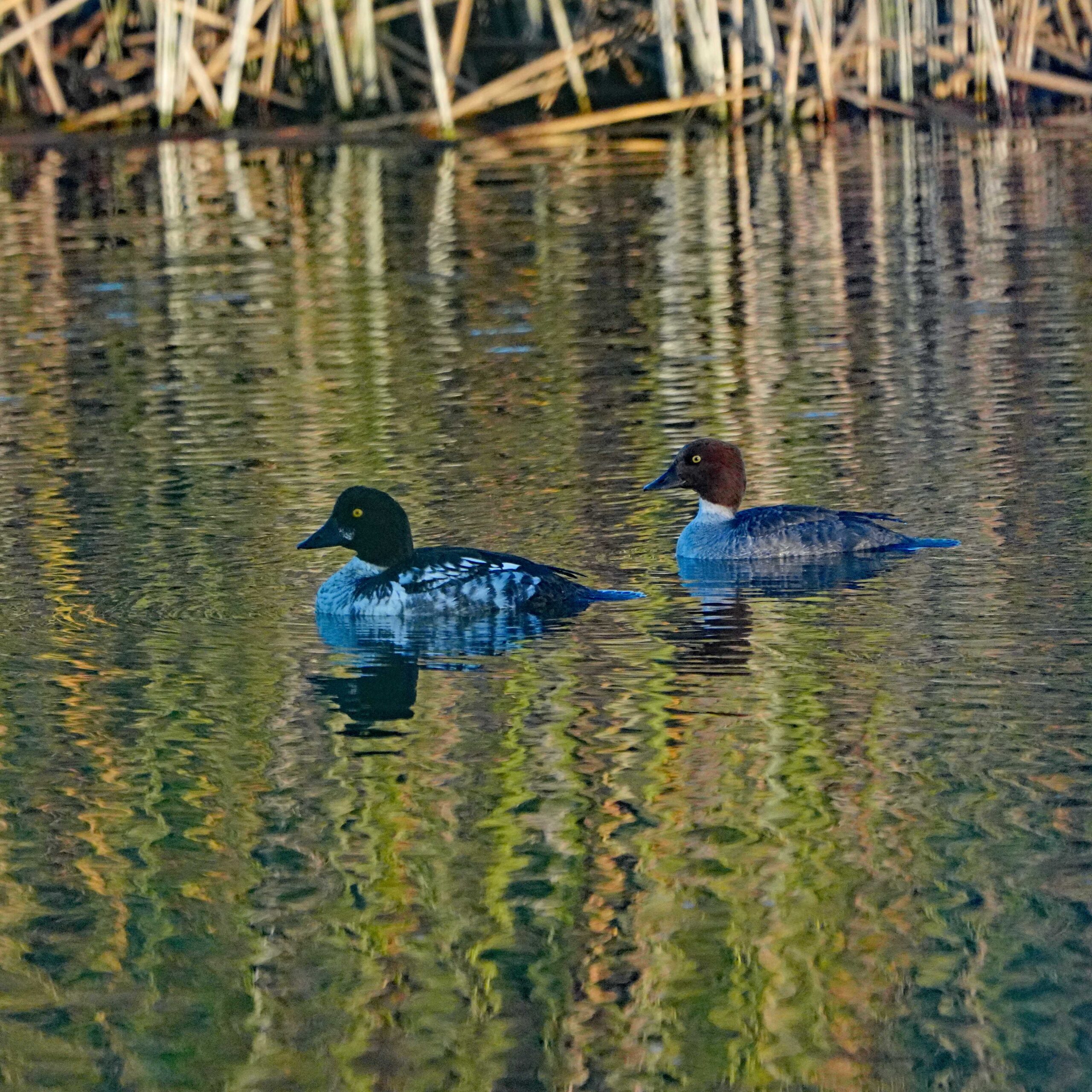 Common Goldeneye