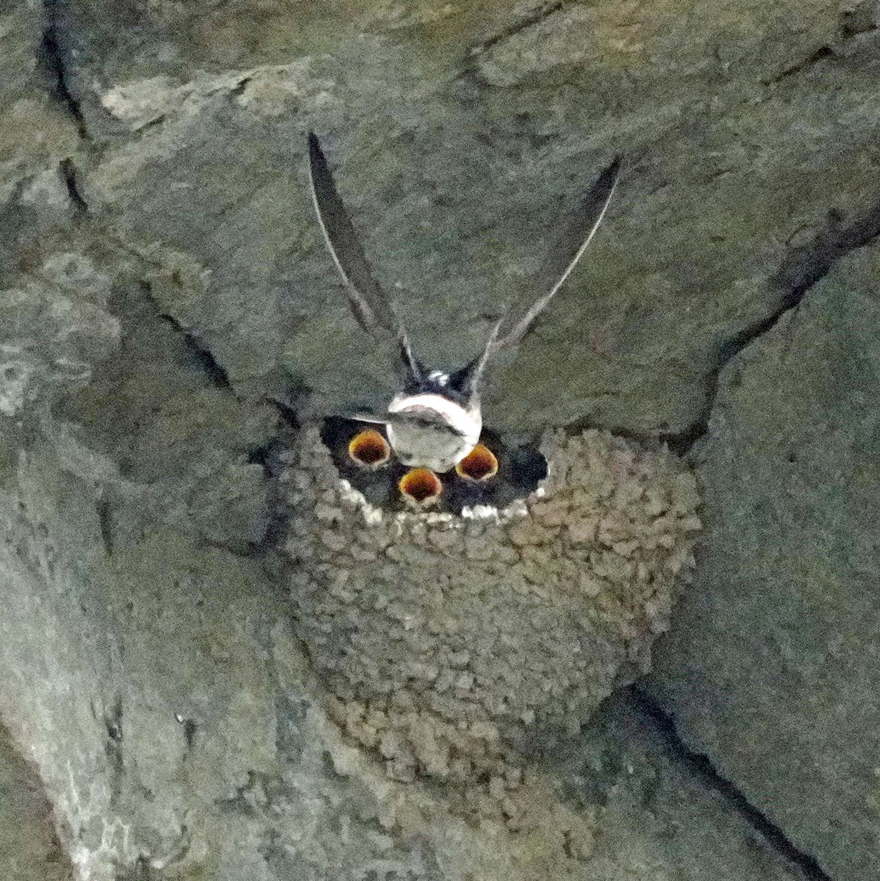 Cliff Swallow and Chick's in Nest