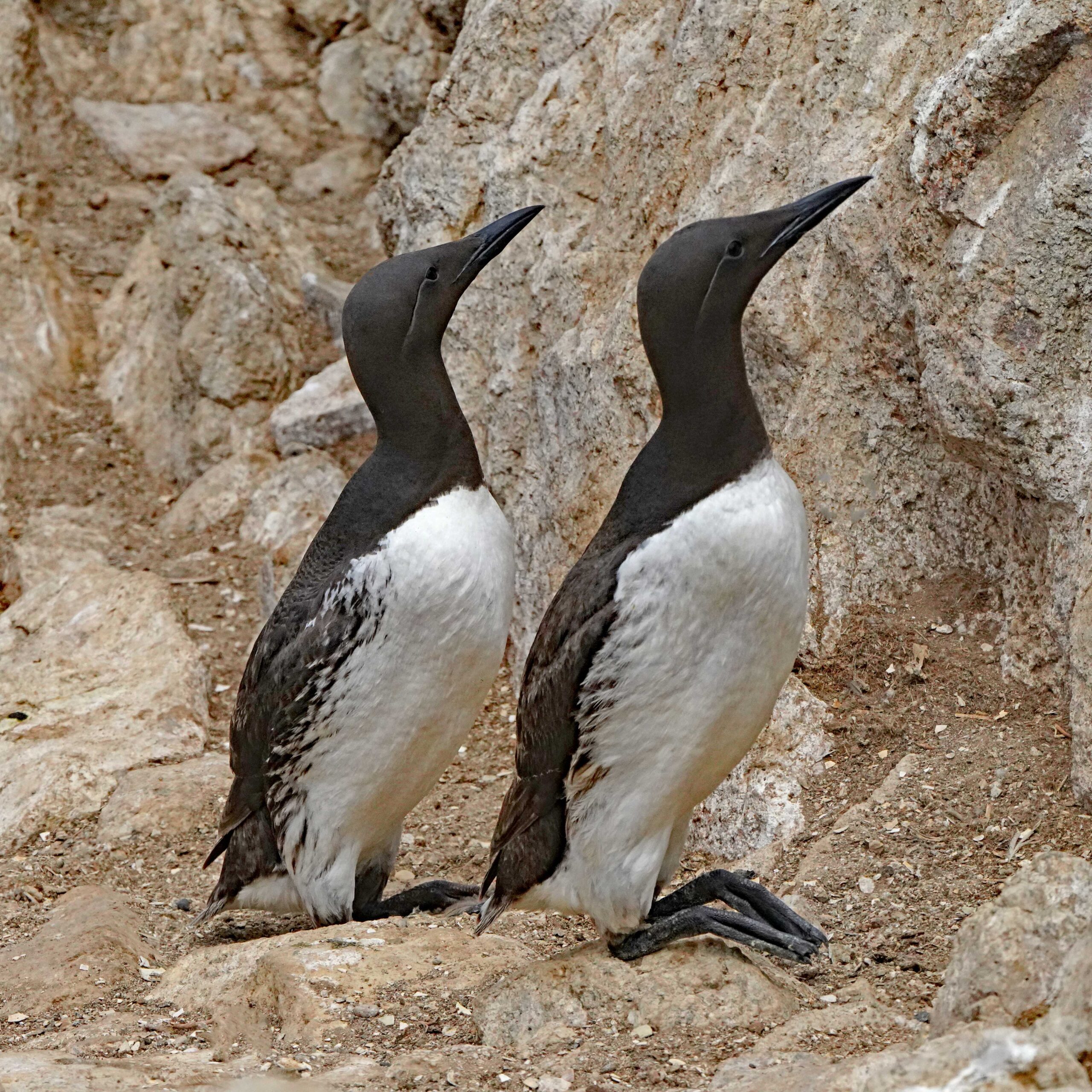 Common Murres