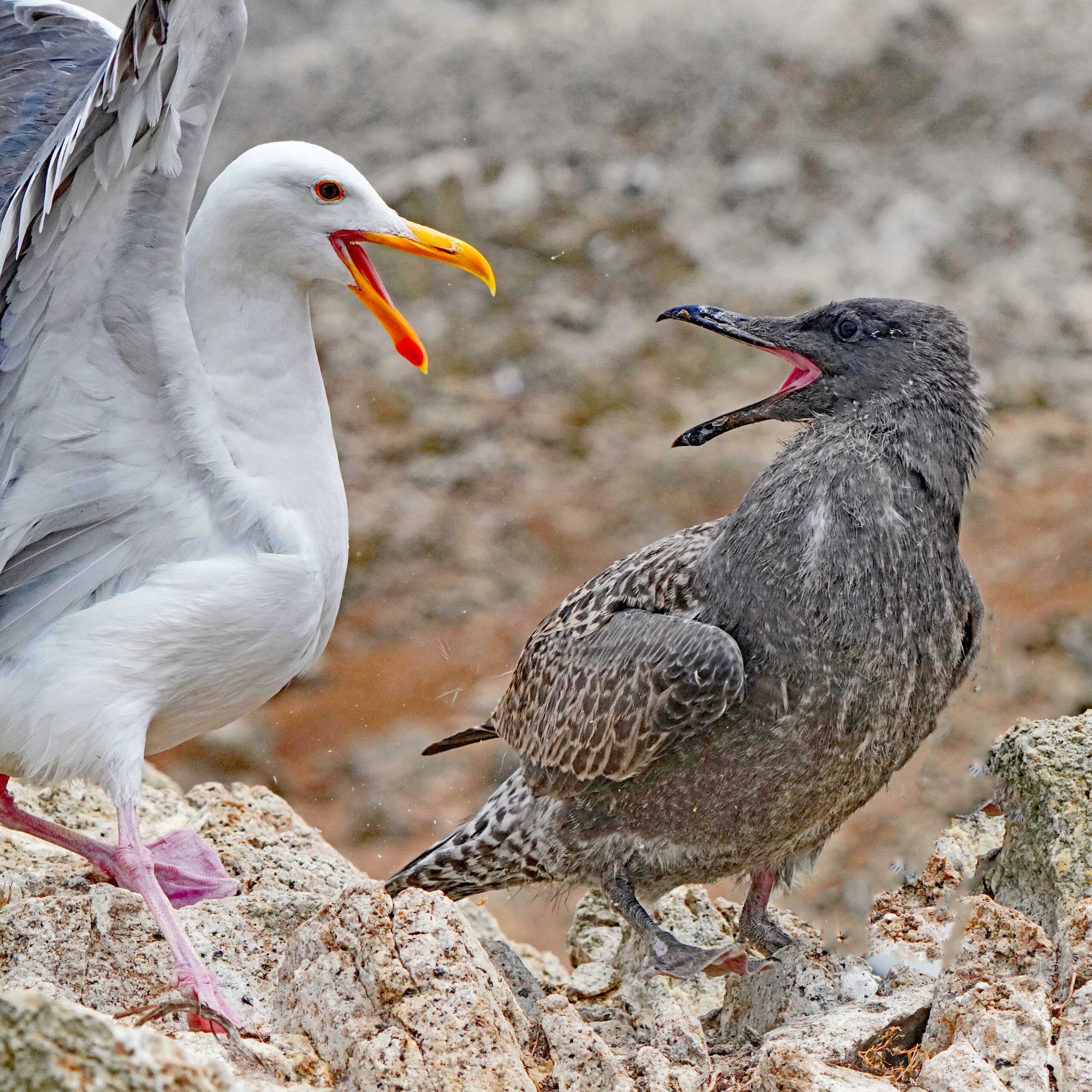 Western Gull and Juvenile