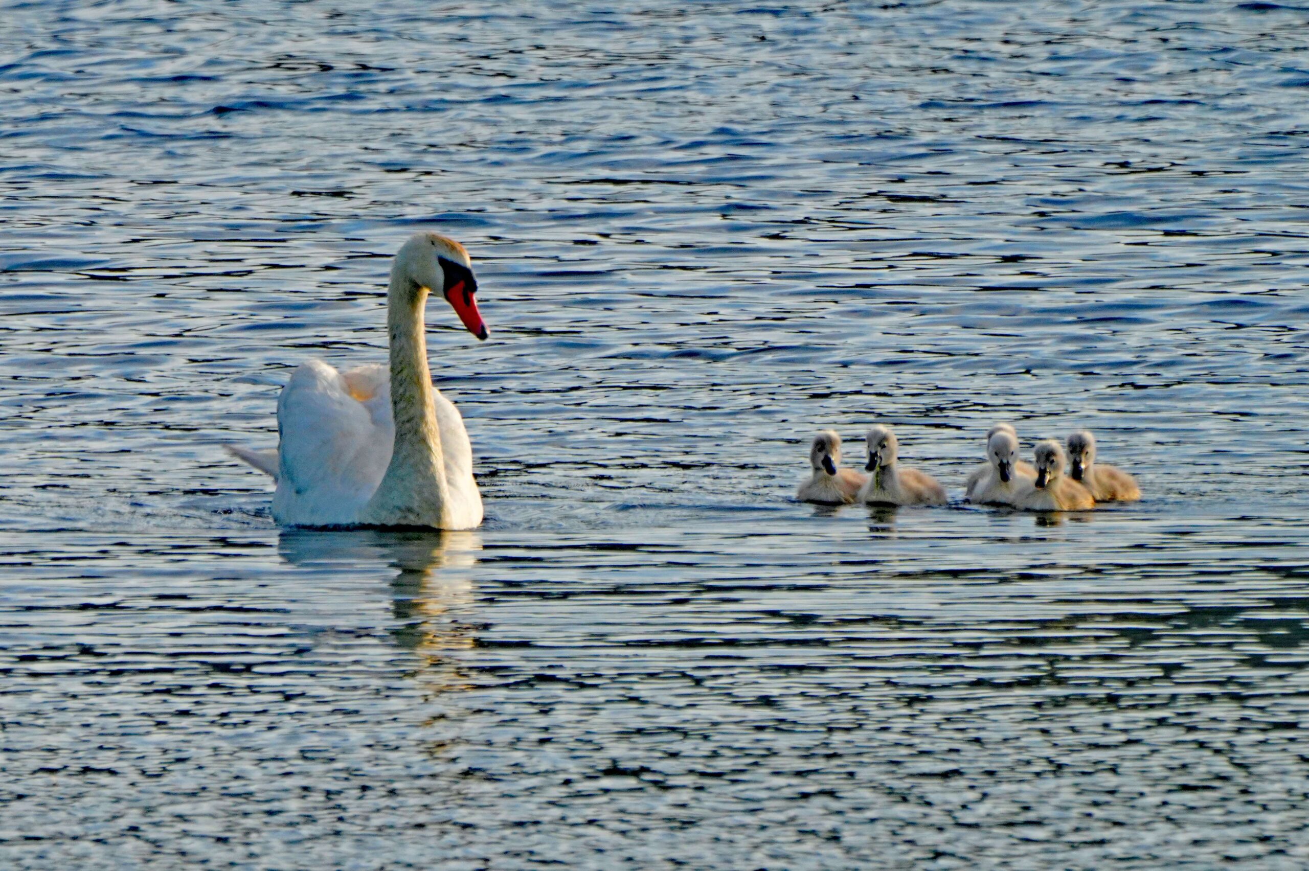Mute Swan and Cygnets