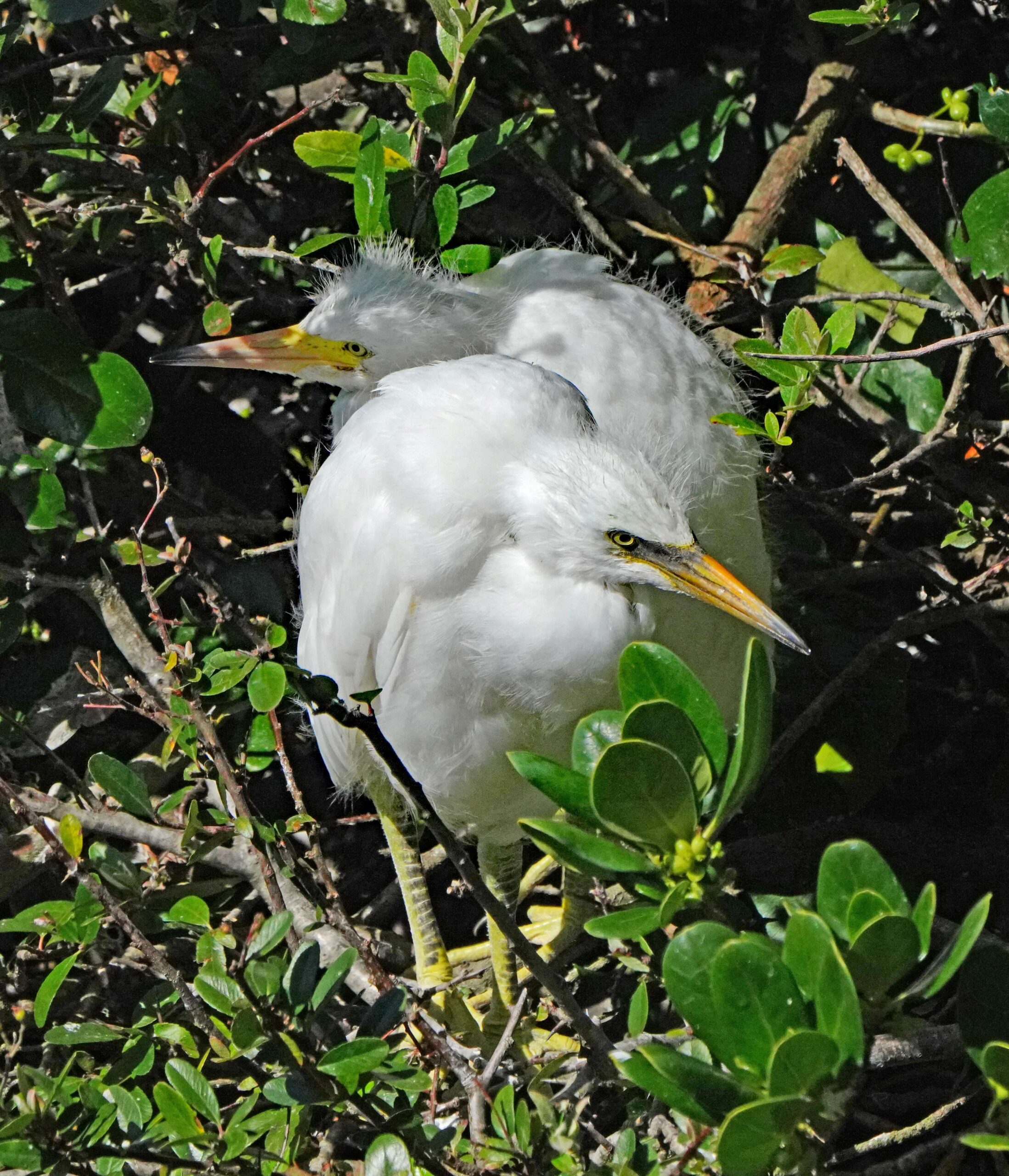 Great Egret Juveniles