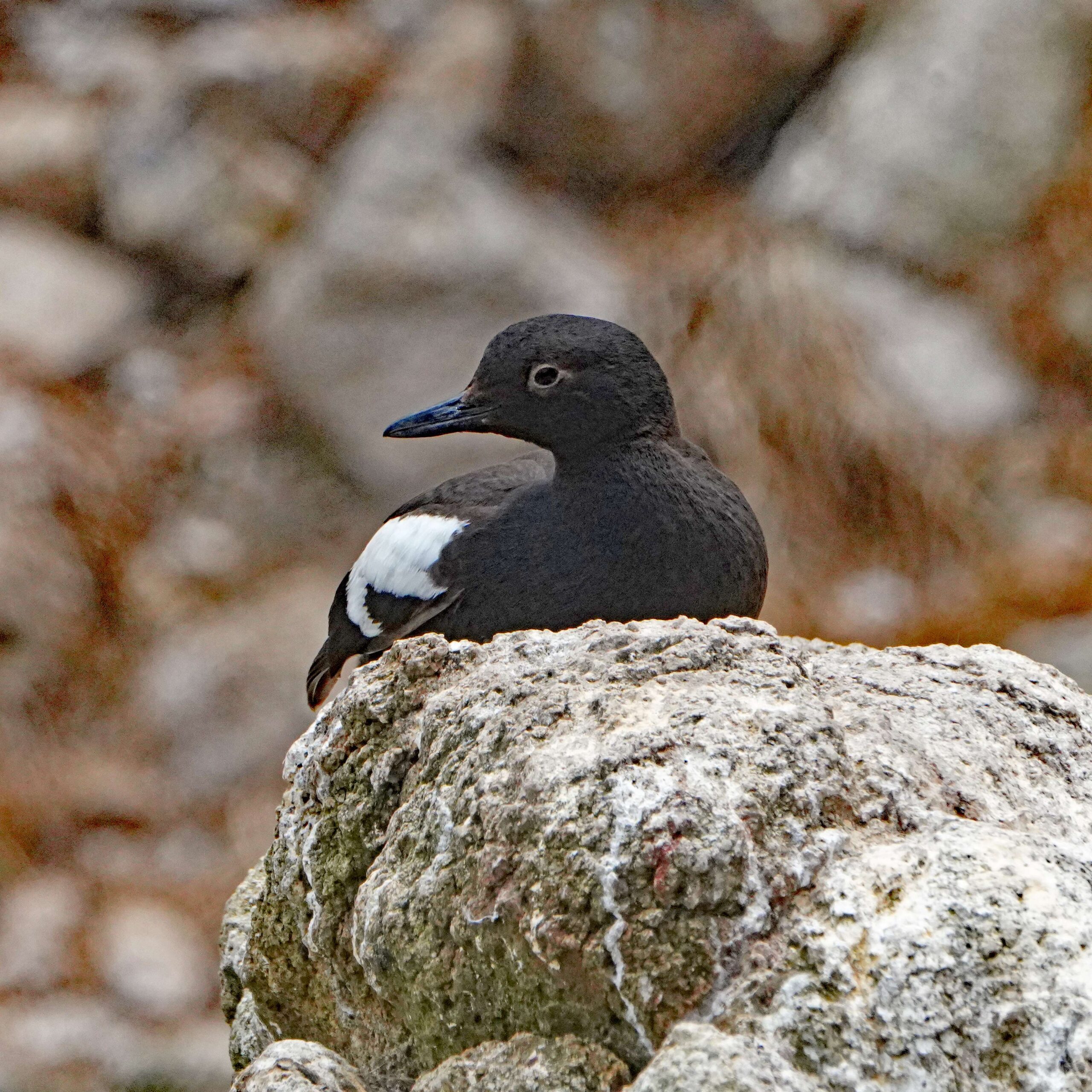 Pigeon Guillemot