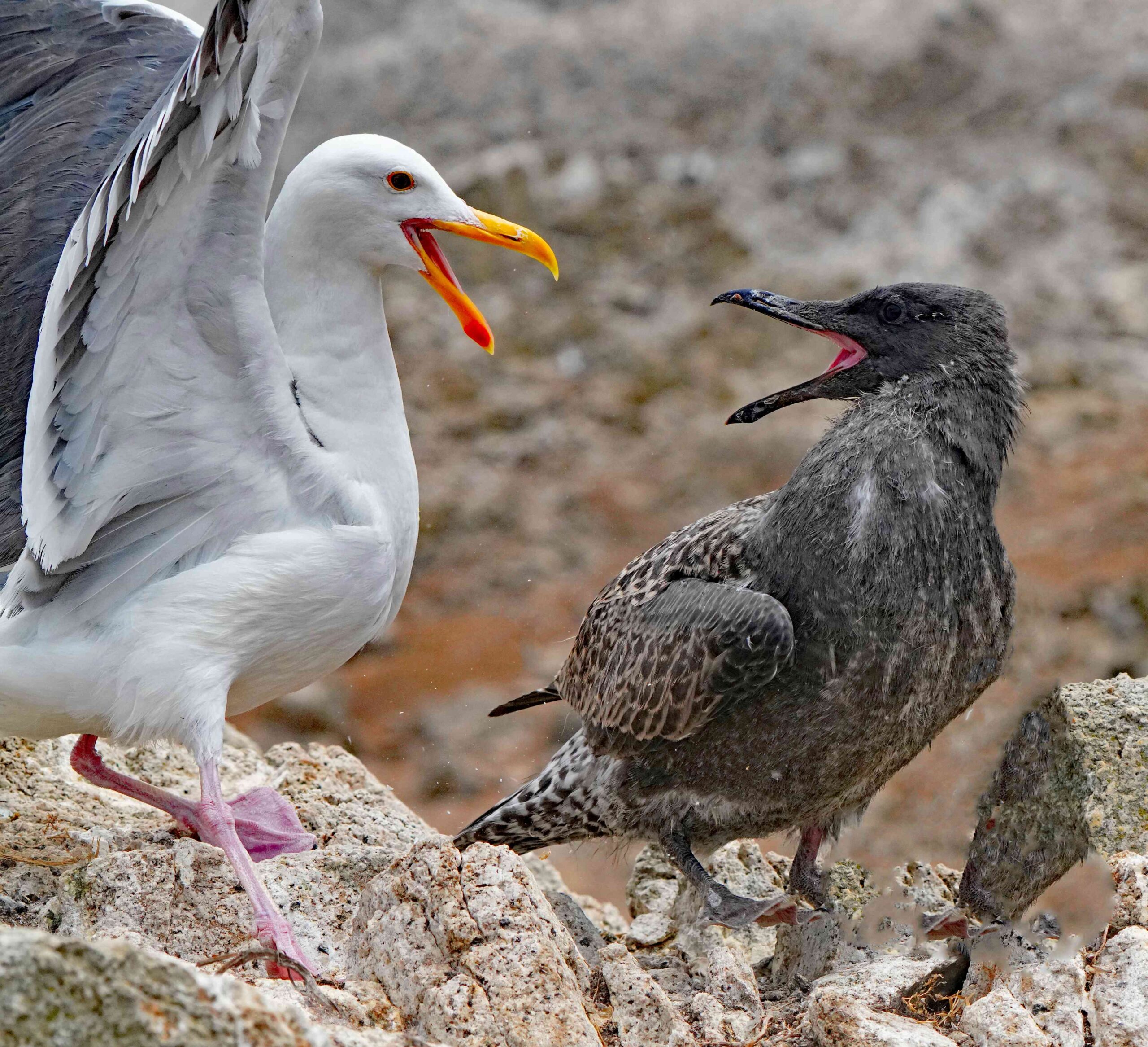 Western Gull and Juvenile