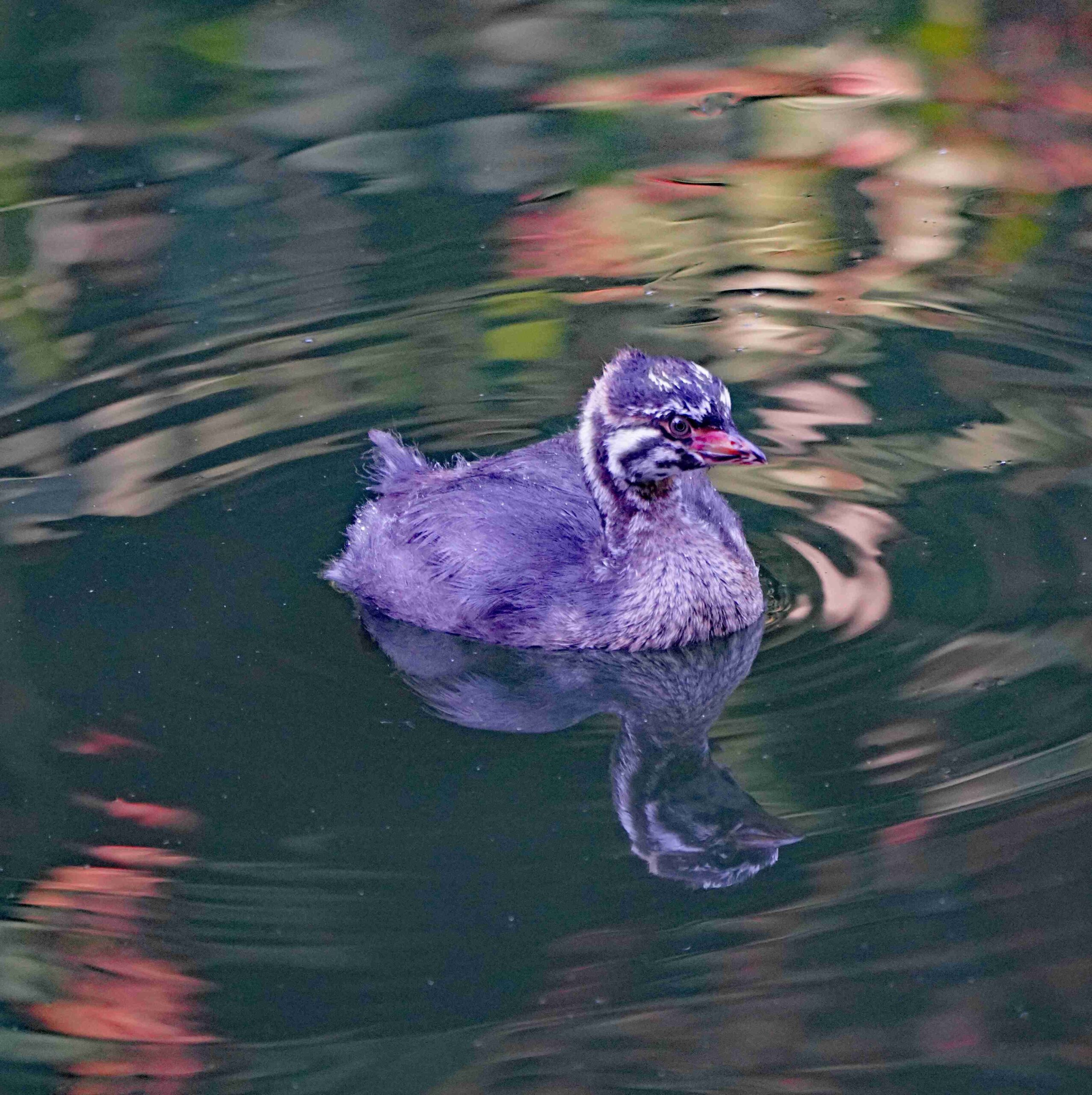 Pied-billed Grebe (Juvenile)