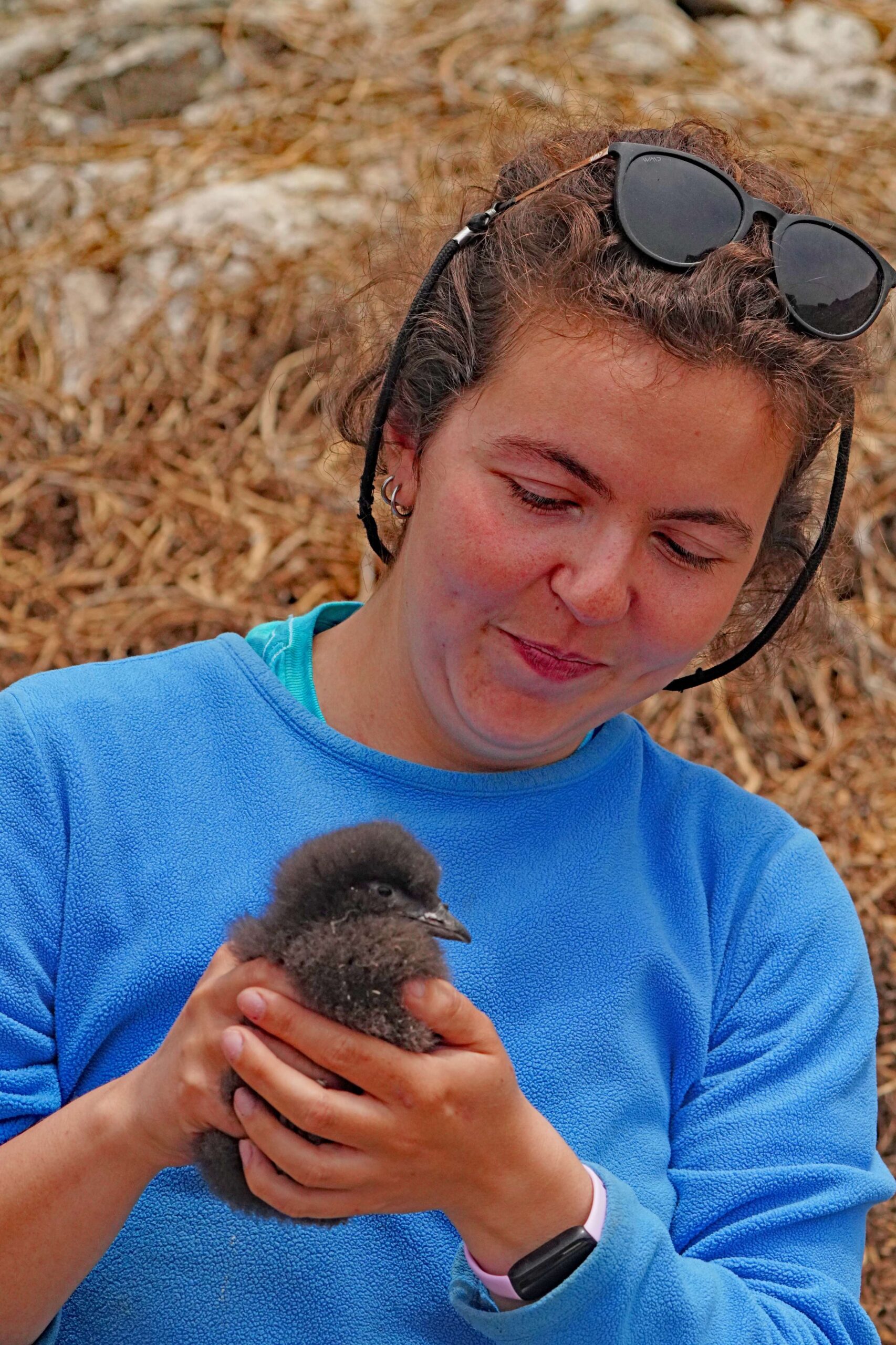 Rhinoceros Auklets Chick Chick