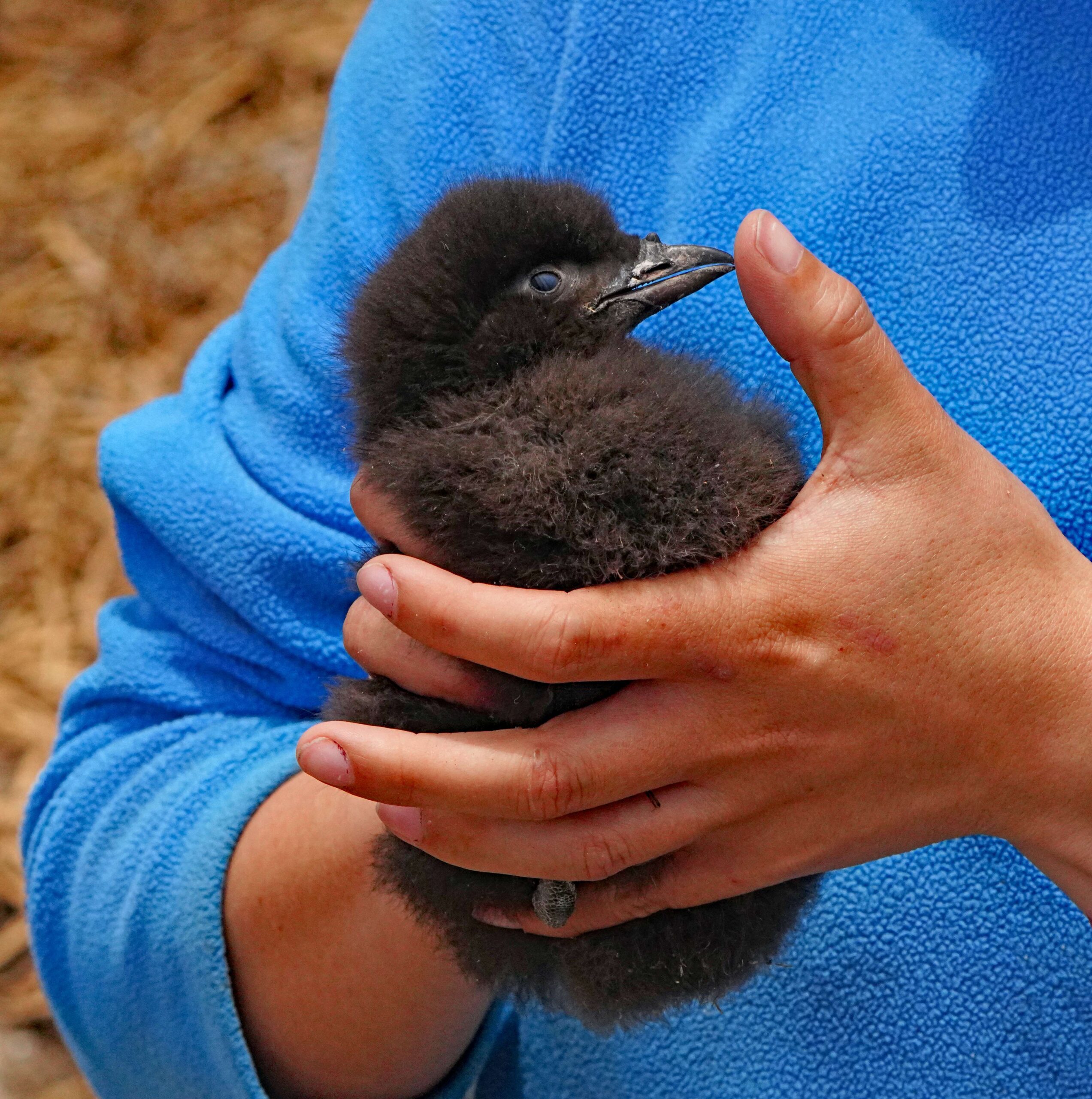 Rhinoceros Auklets Chick Chick