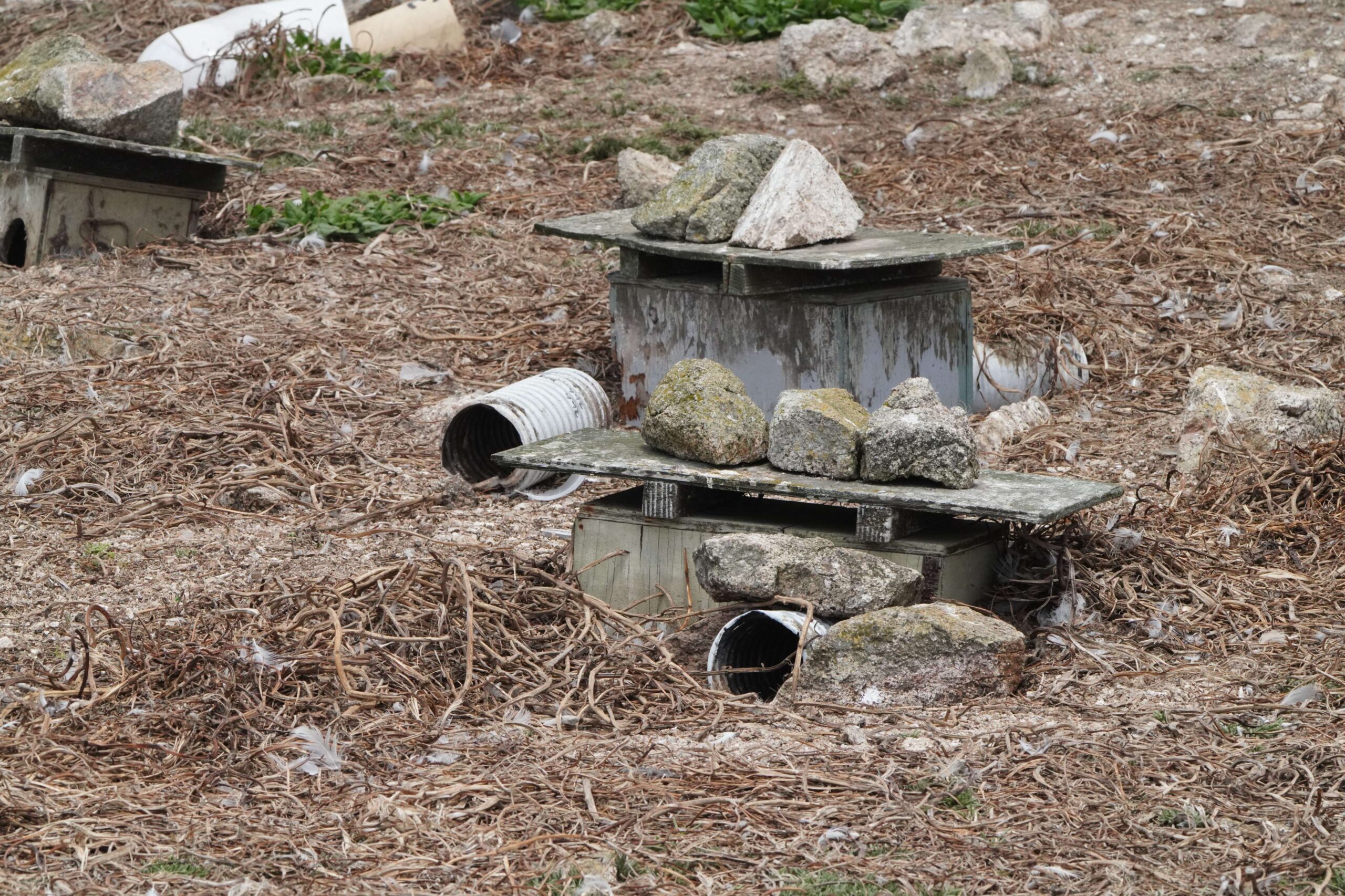Cassin's Auklet Artificial Nest