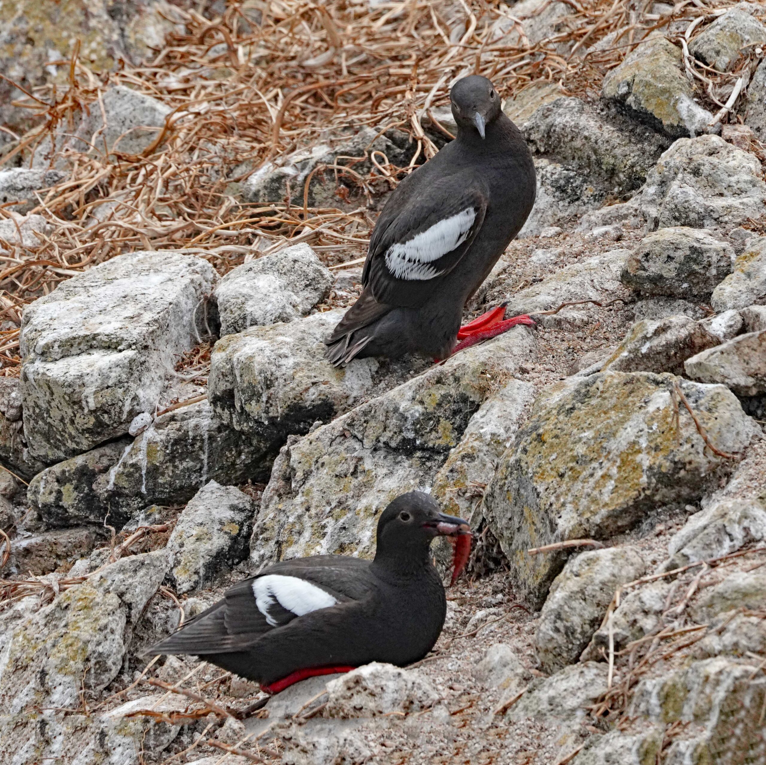Pigeon Guillemots