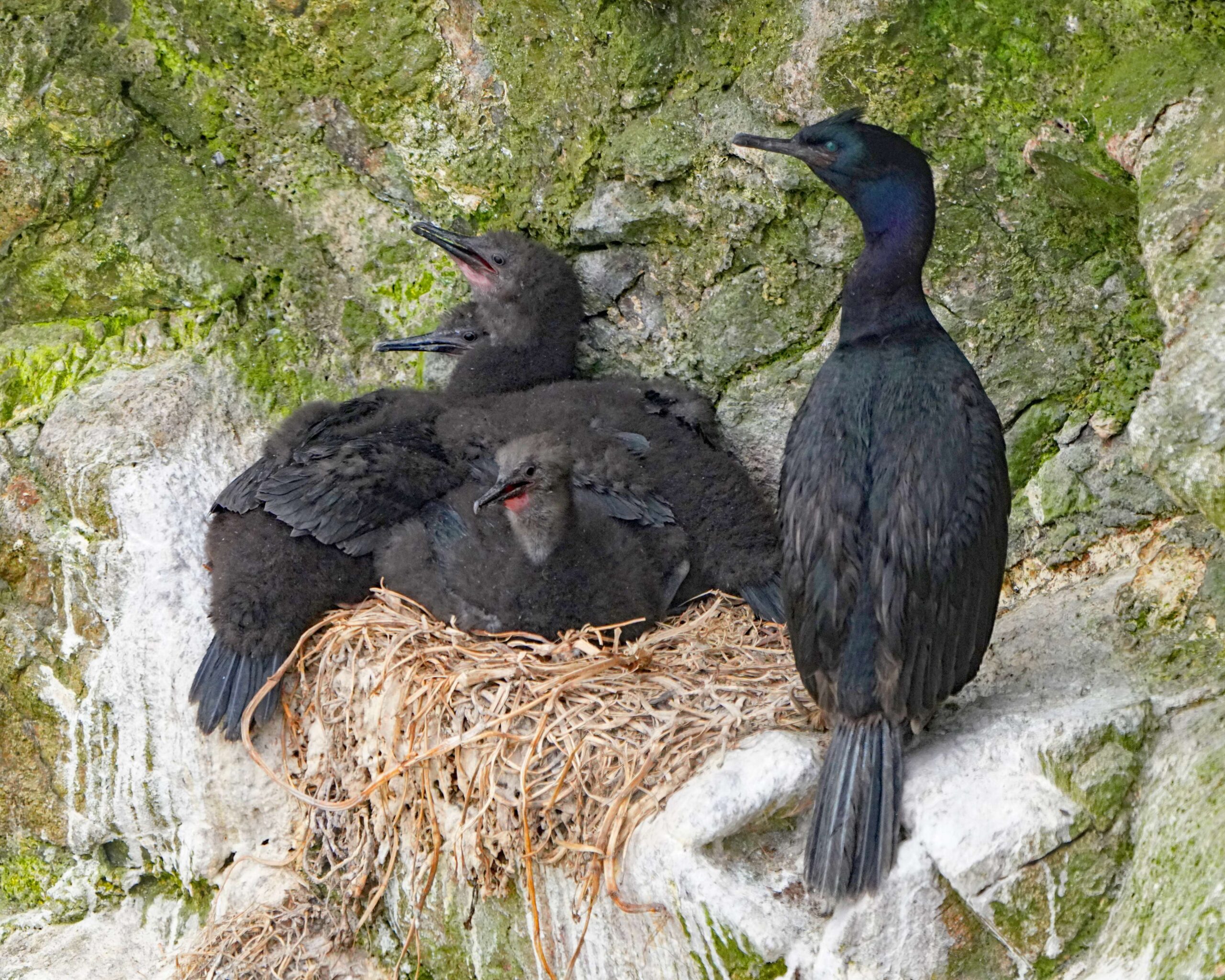Pelagic Cormorant and Chicks