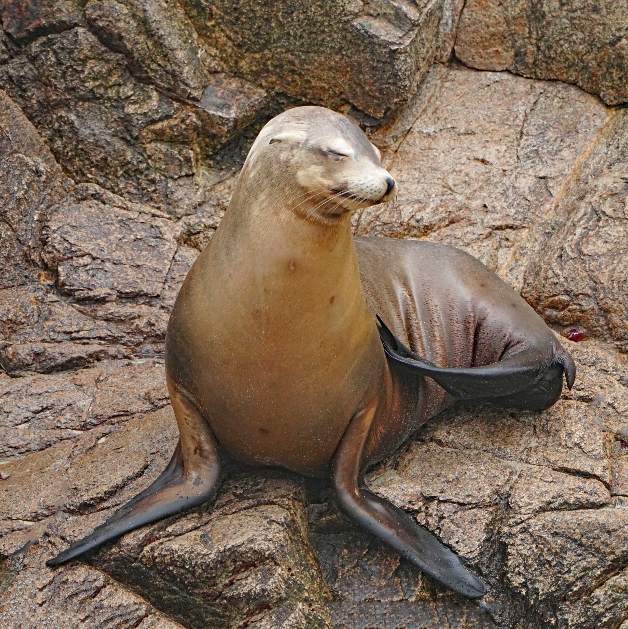 Sea Lion