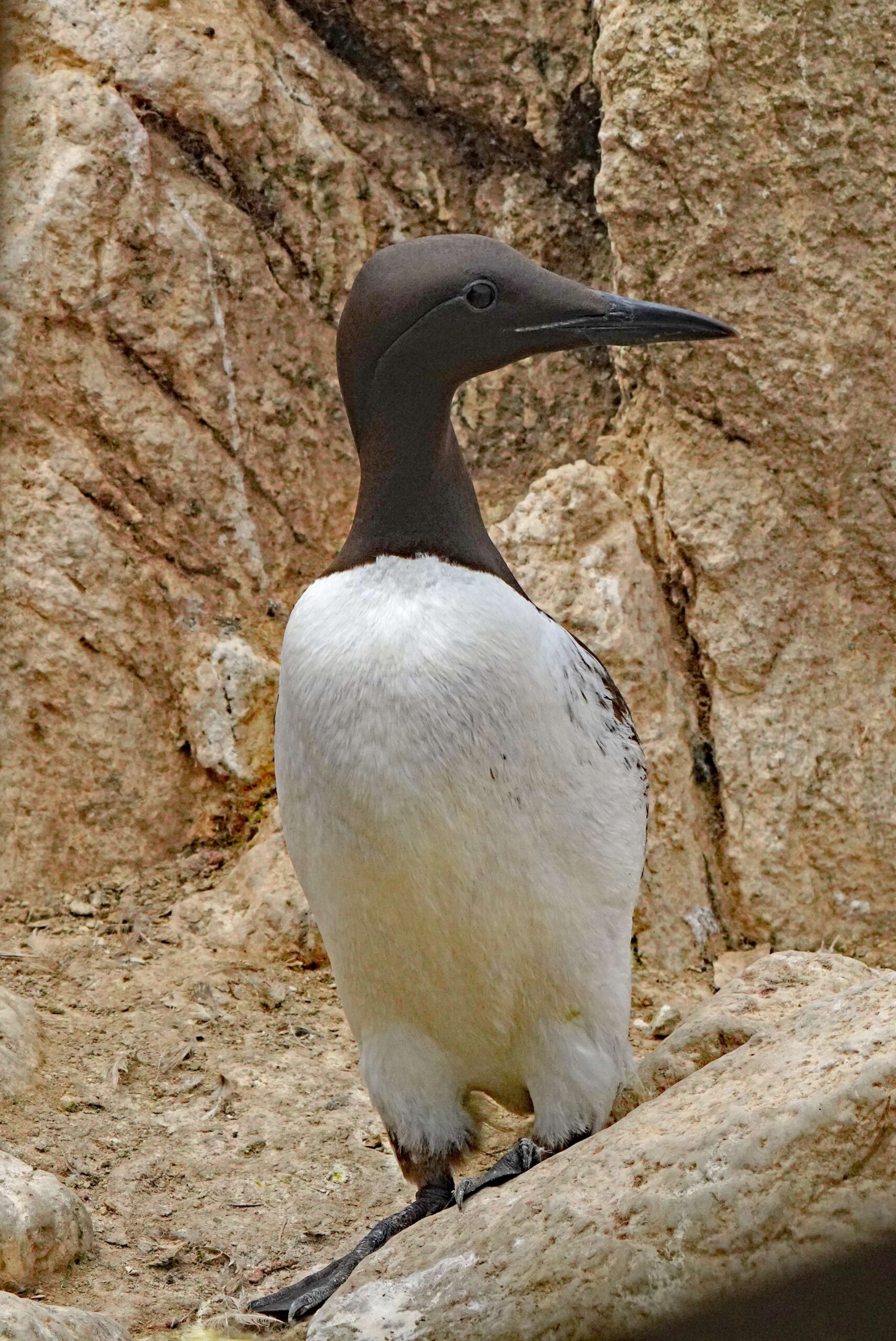 Common Murre