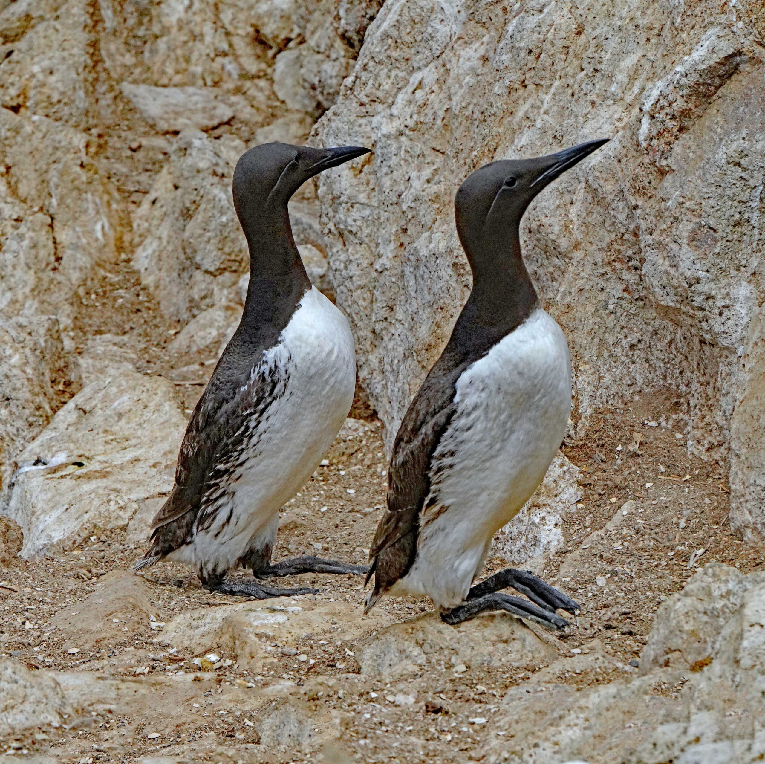 Common Murres