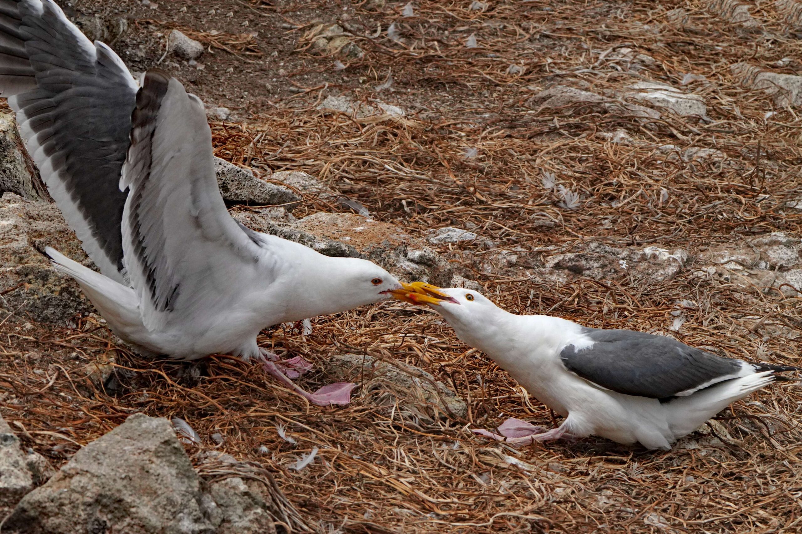 Western Gulls Defending Territory