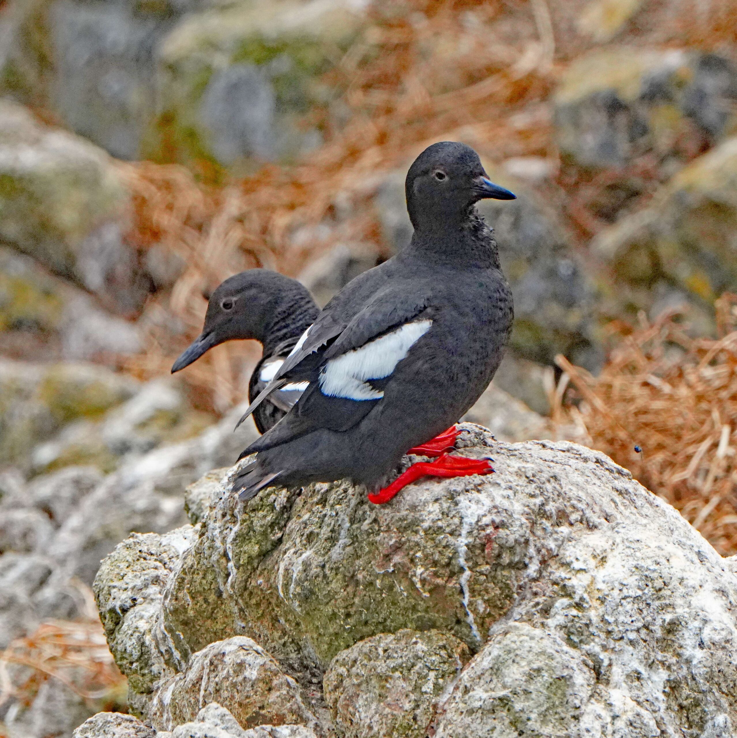 Pigeon Guillemots