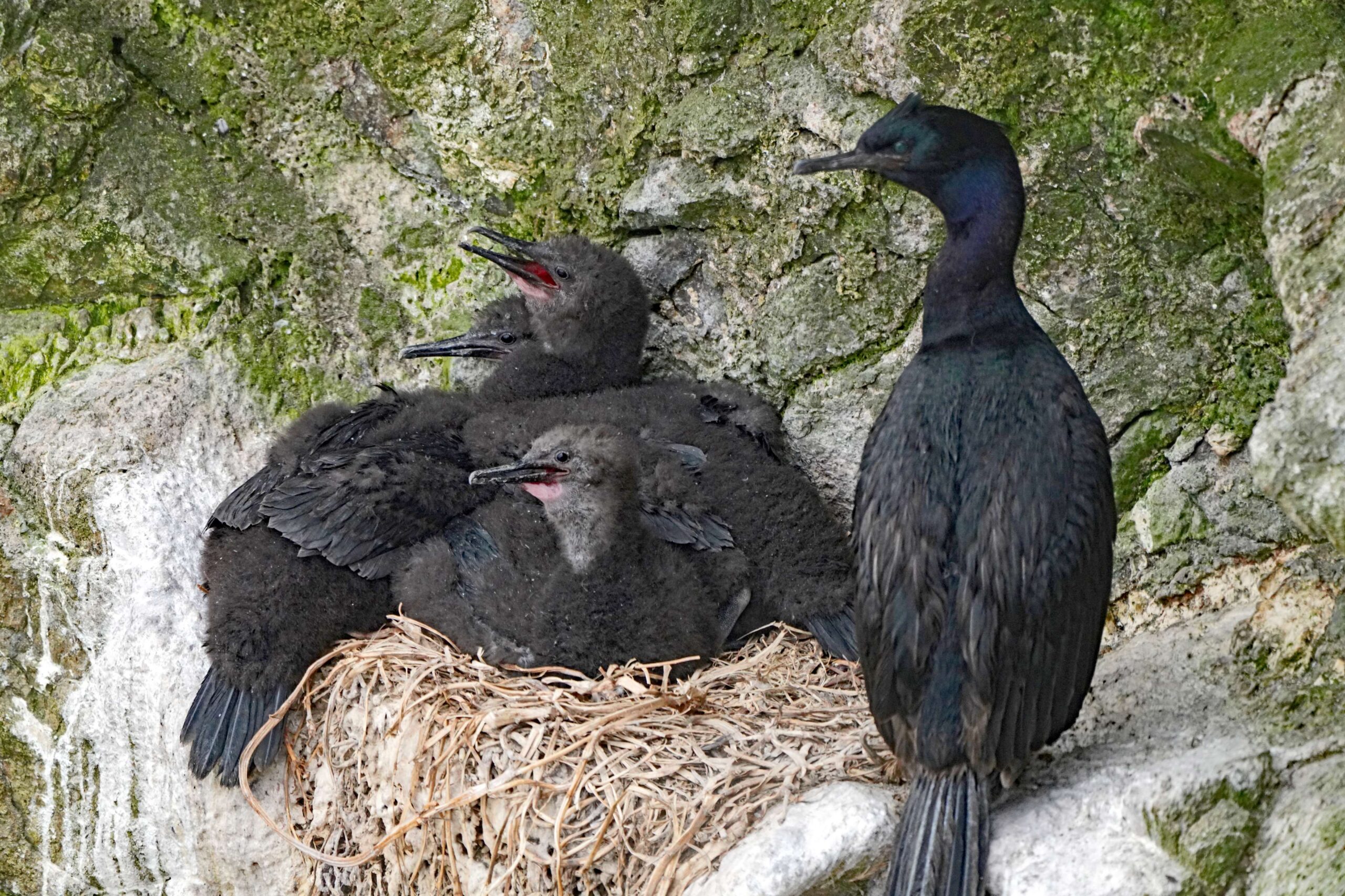 Pelagic Cormorant and Chicks