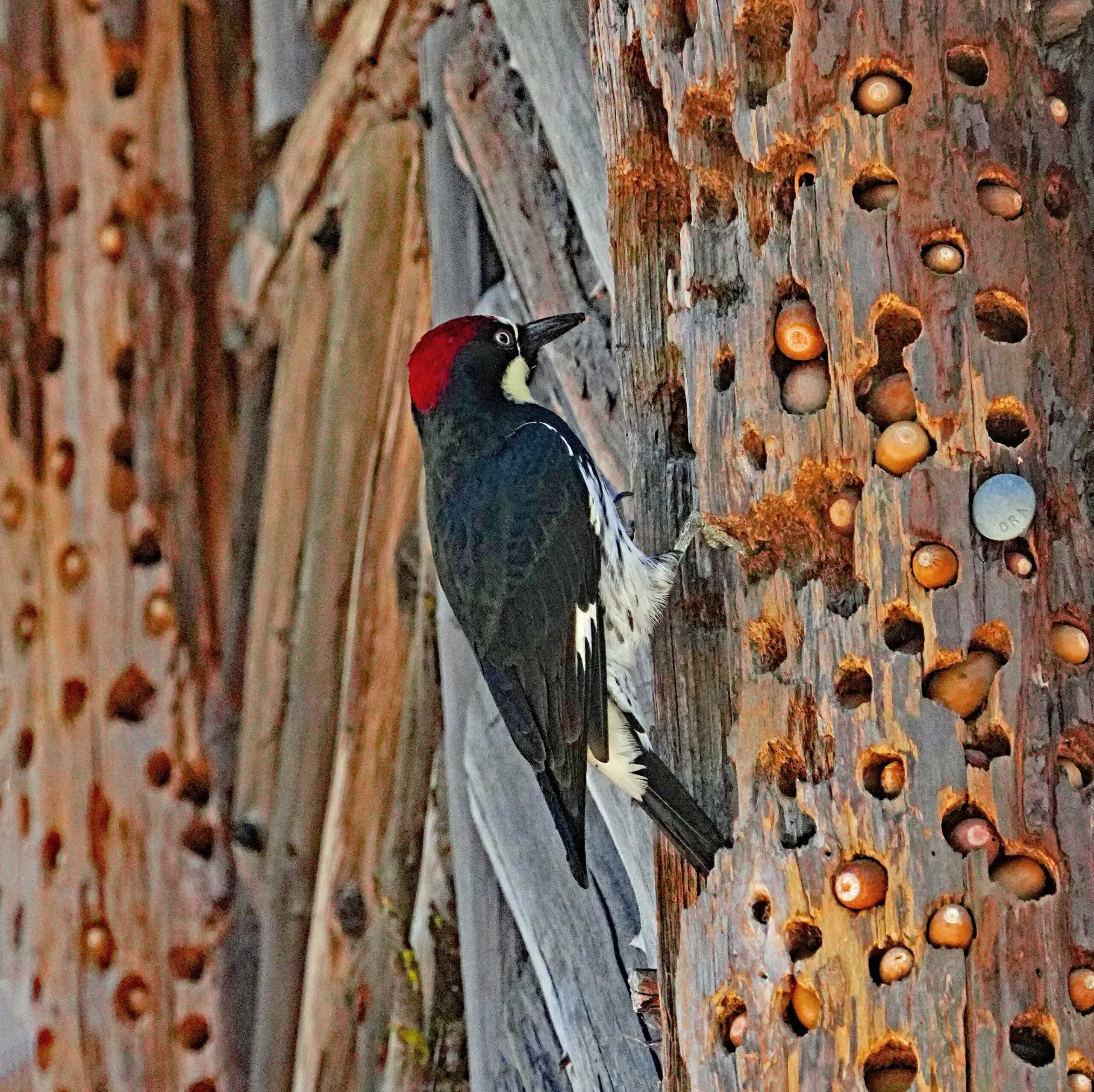 Acorn Woodpecker