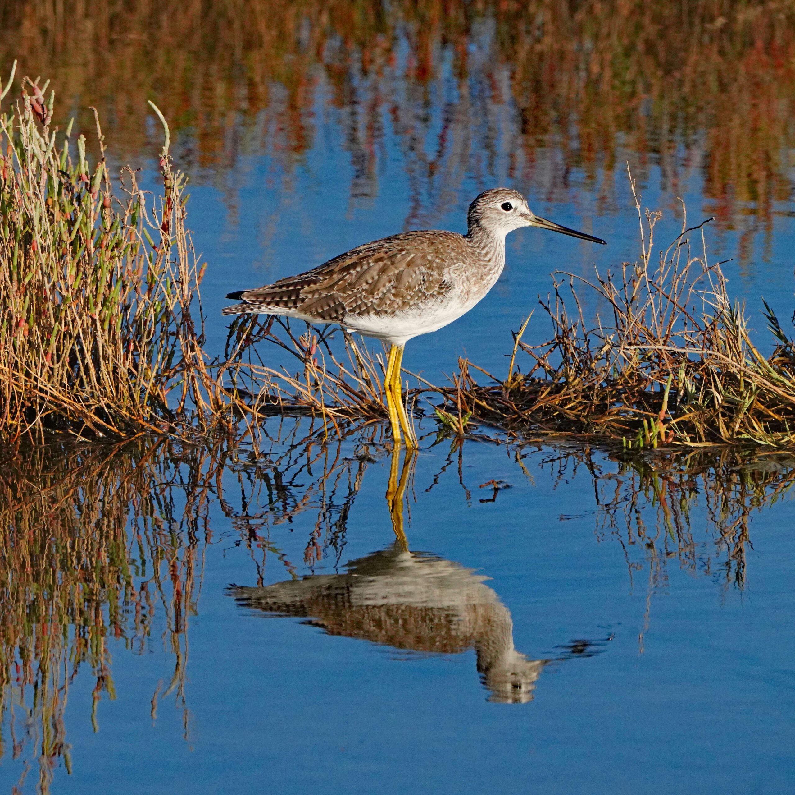 Greater Yellowlegs