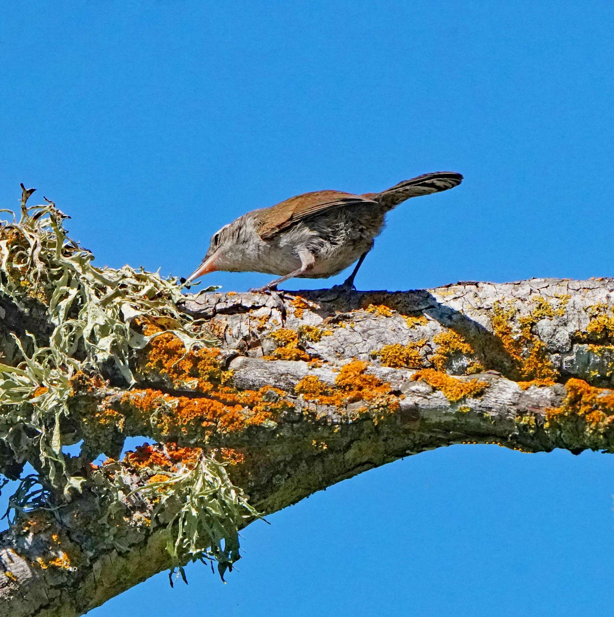 Bewick's wren