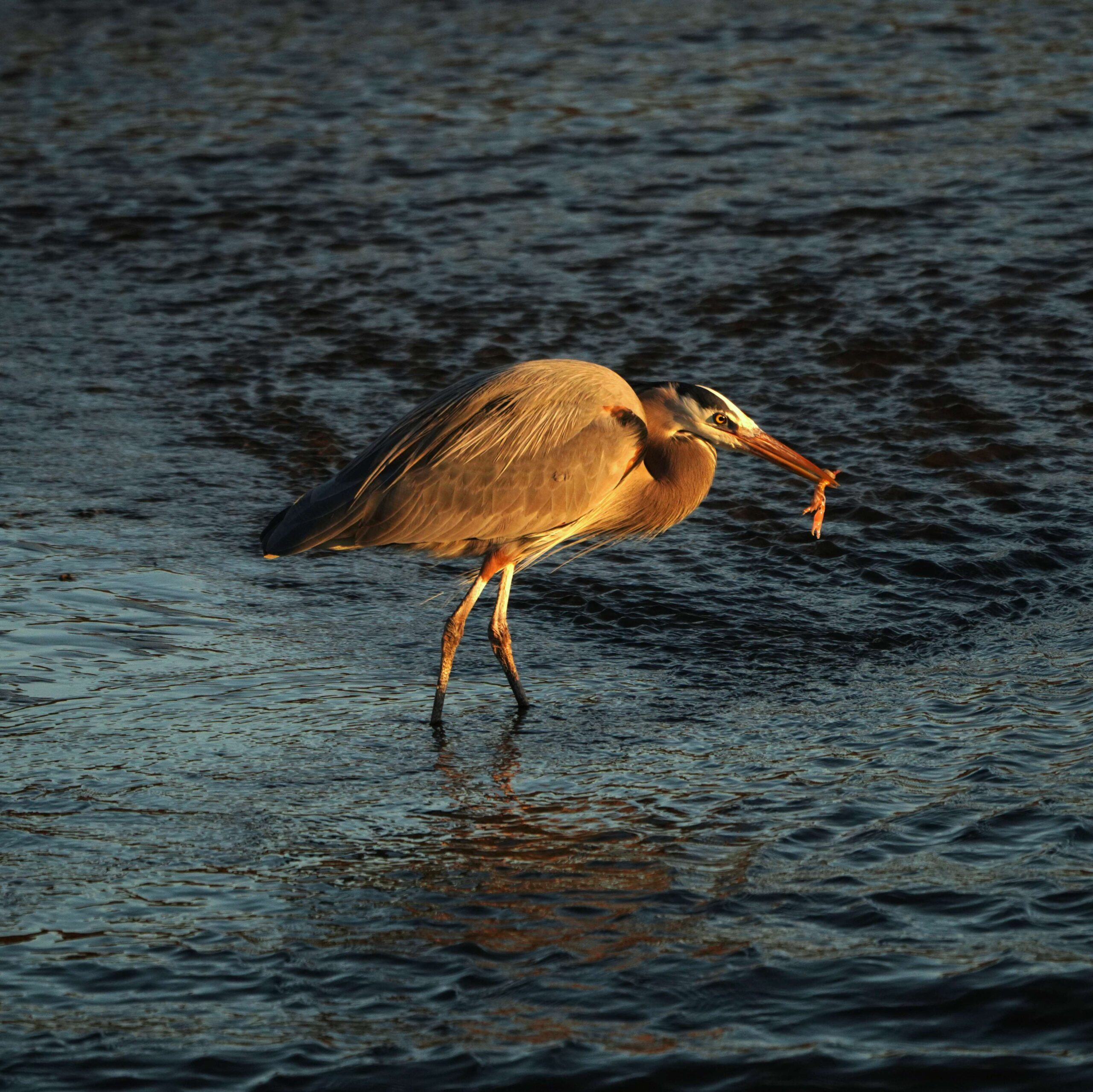 Great Blue Heron with Crawfish