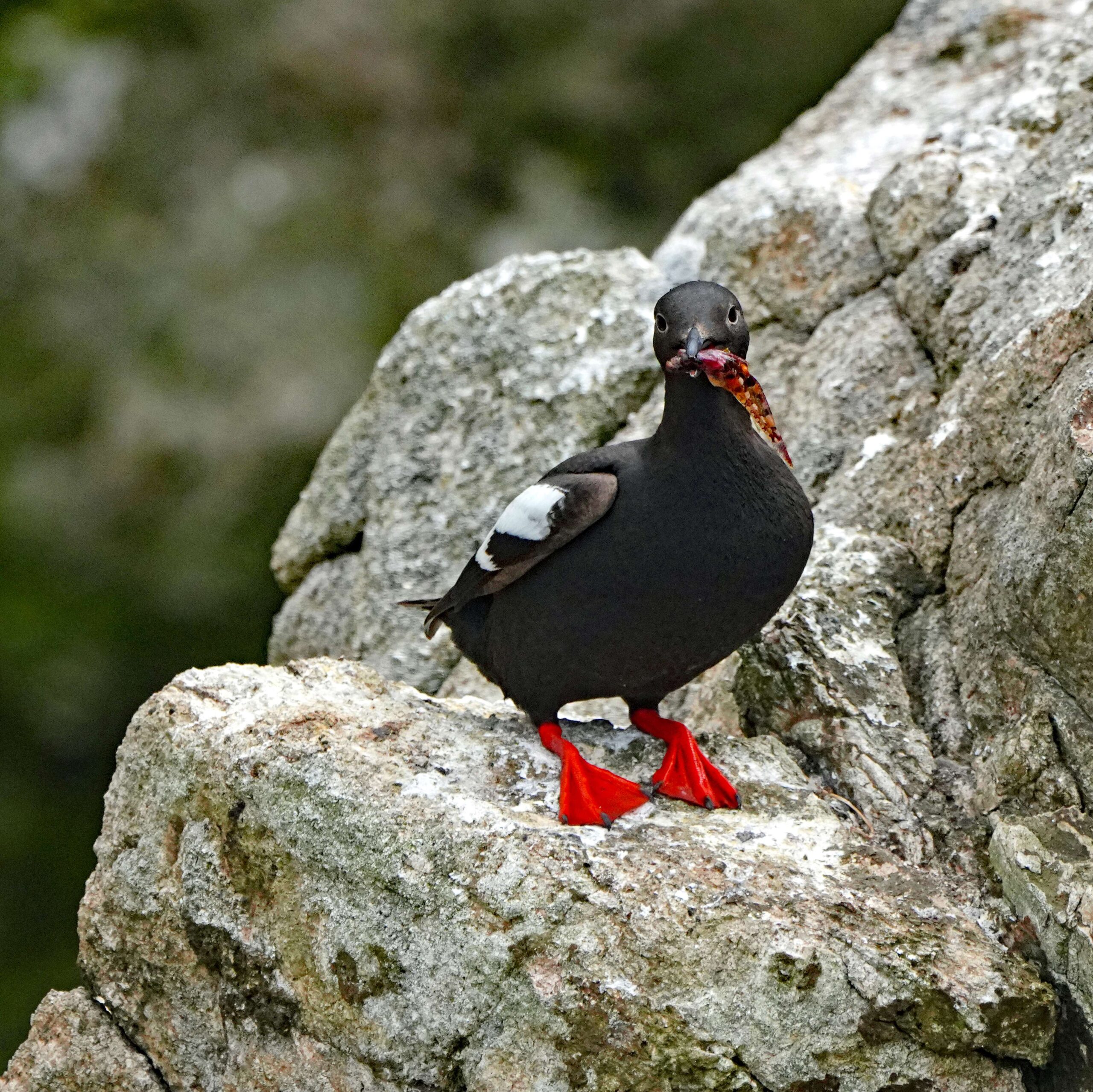 Pied-billed Grebe with Crawfish