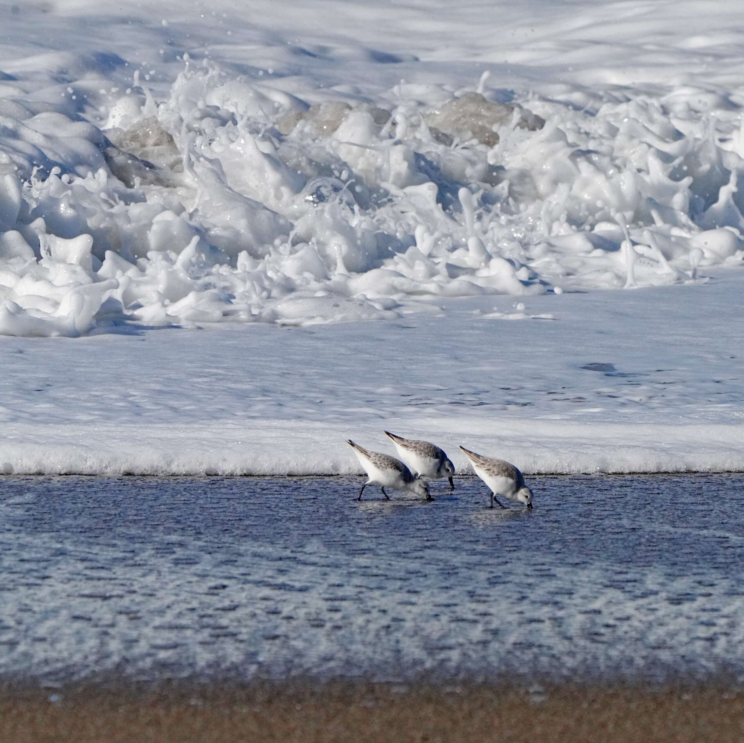 Sanderlings