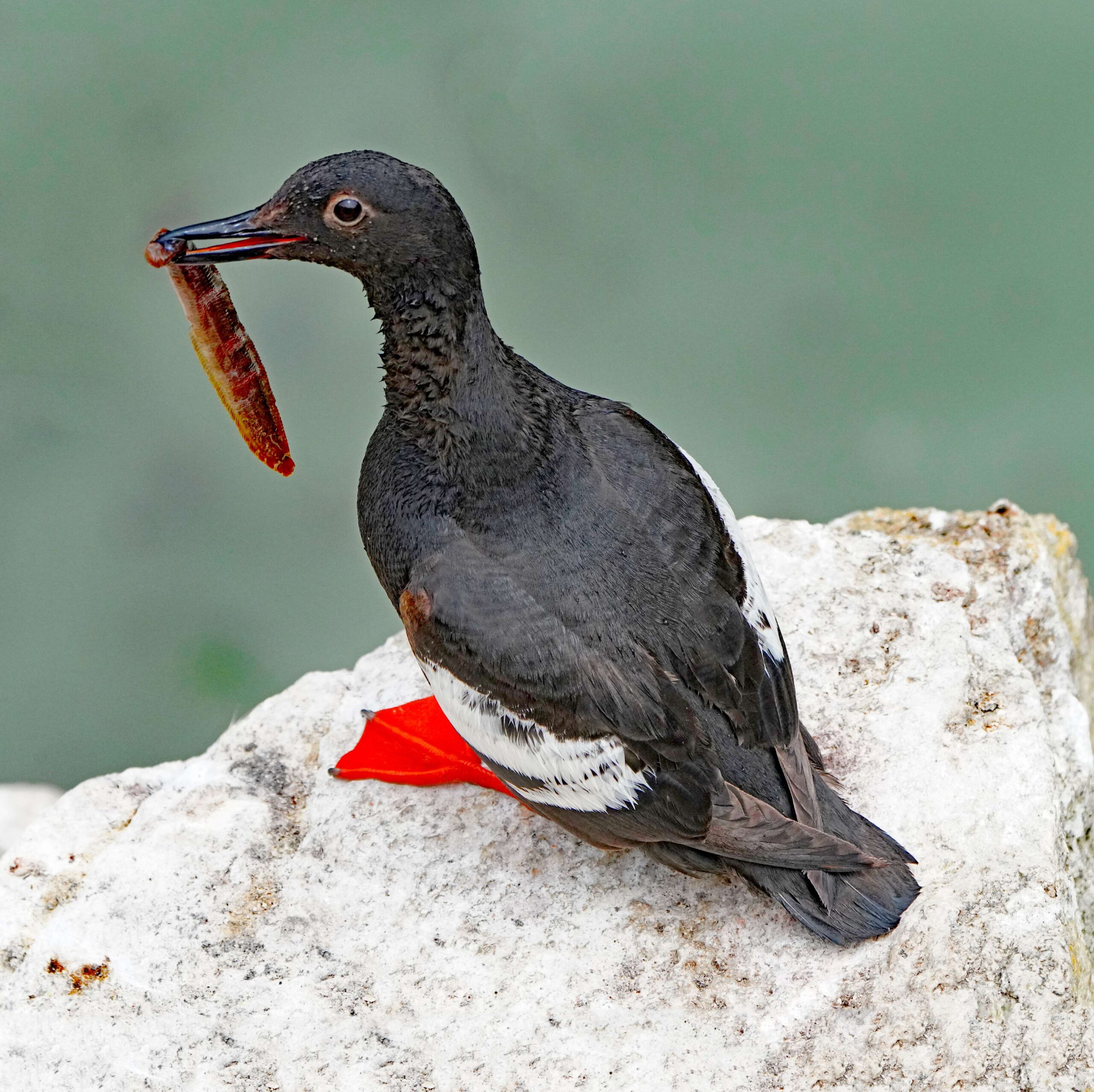 Pigeon Guillemot with Gunnel