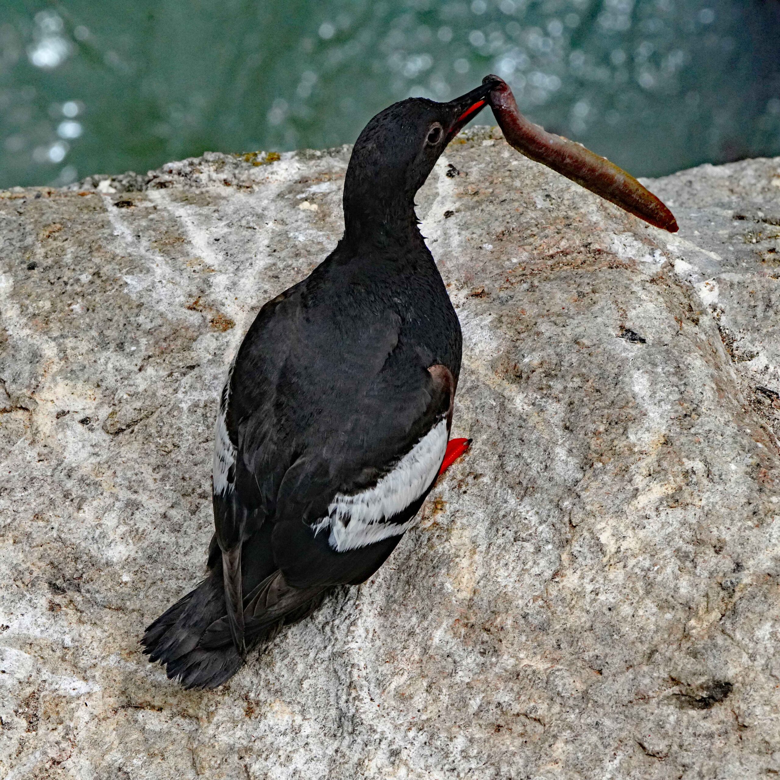 Pigeon Guillemot with Gunnel