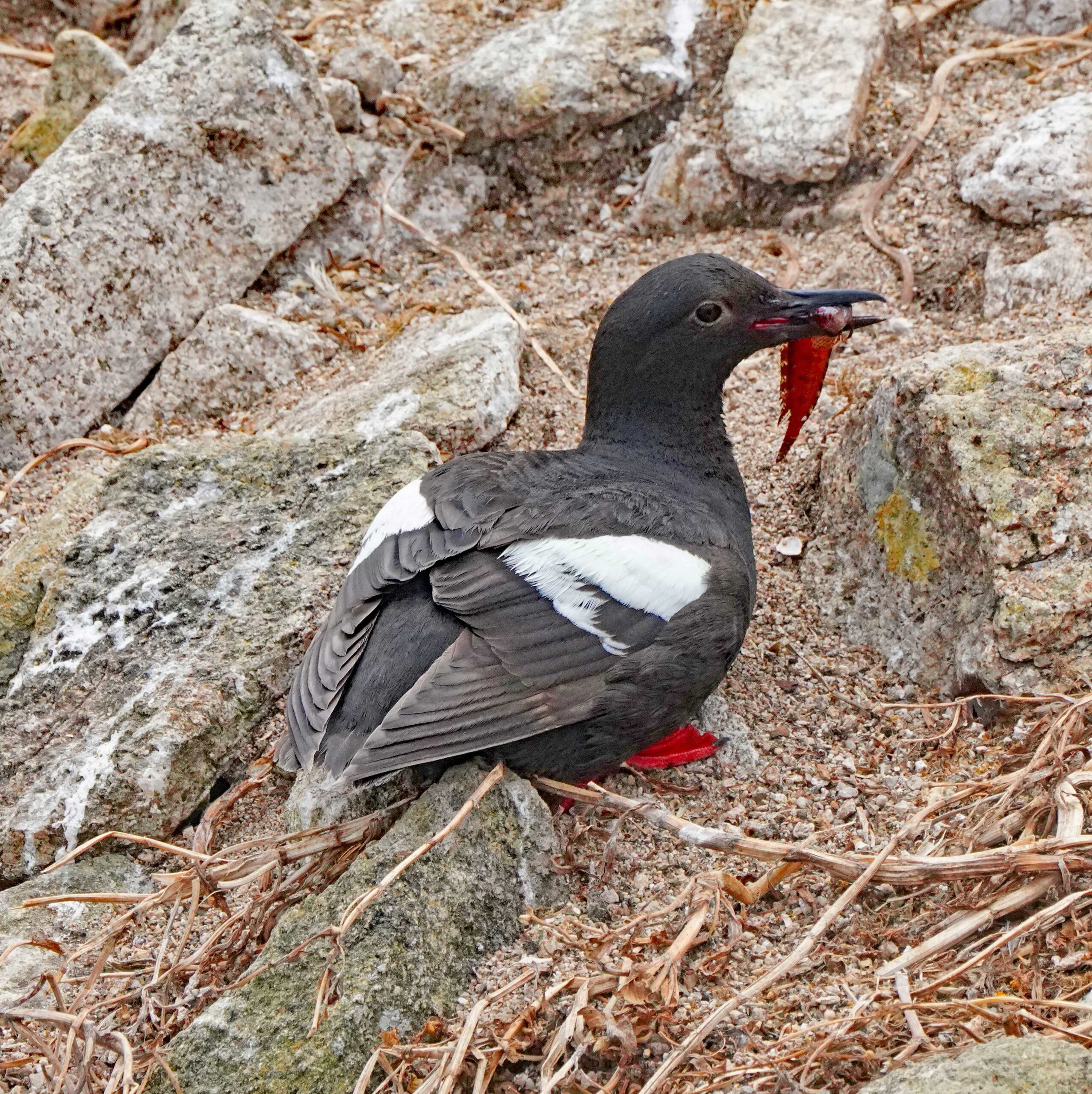 Pigeon Guillemot with Gunnel