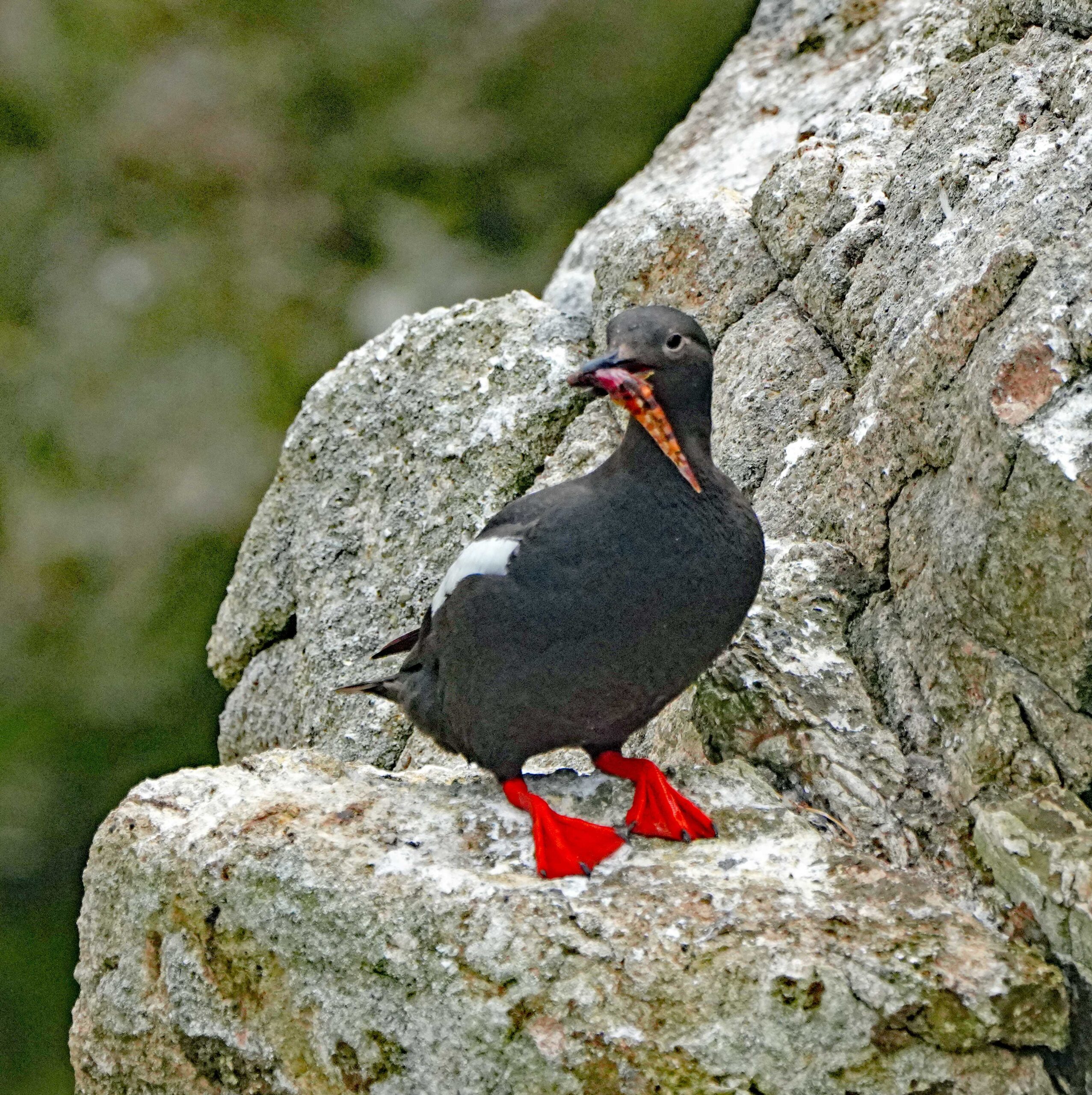 Pigeon Guillemot with Gunnel