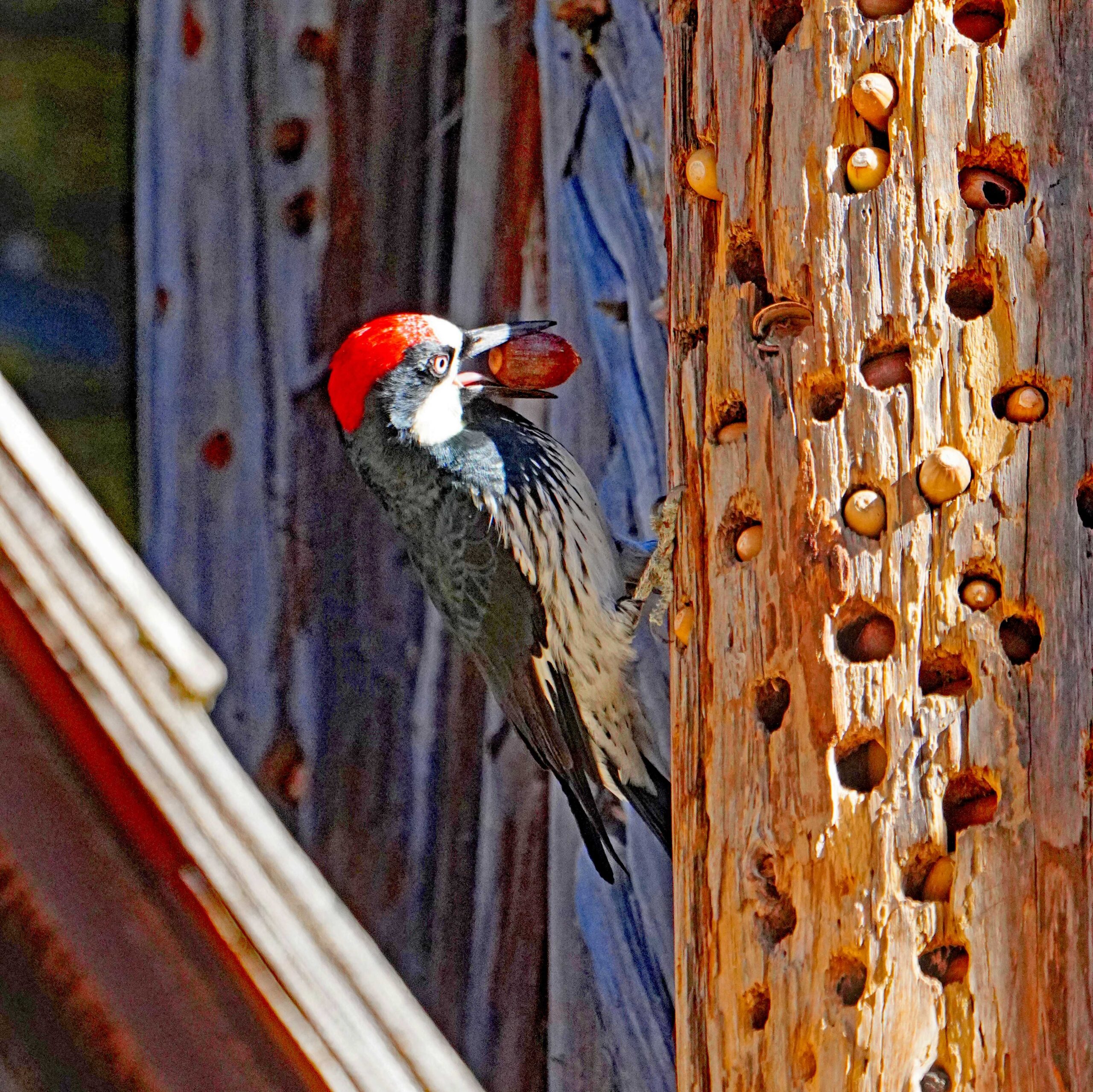 Acorn Woodpecker with Acorn