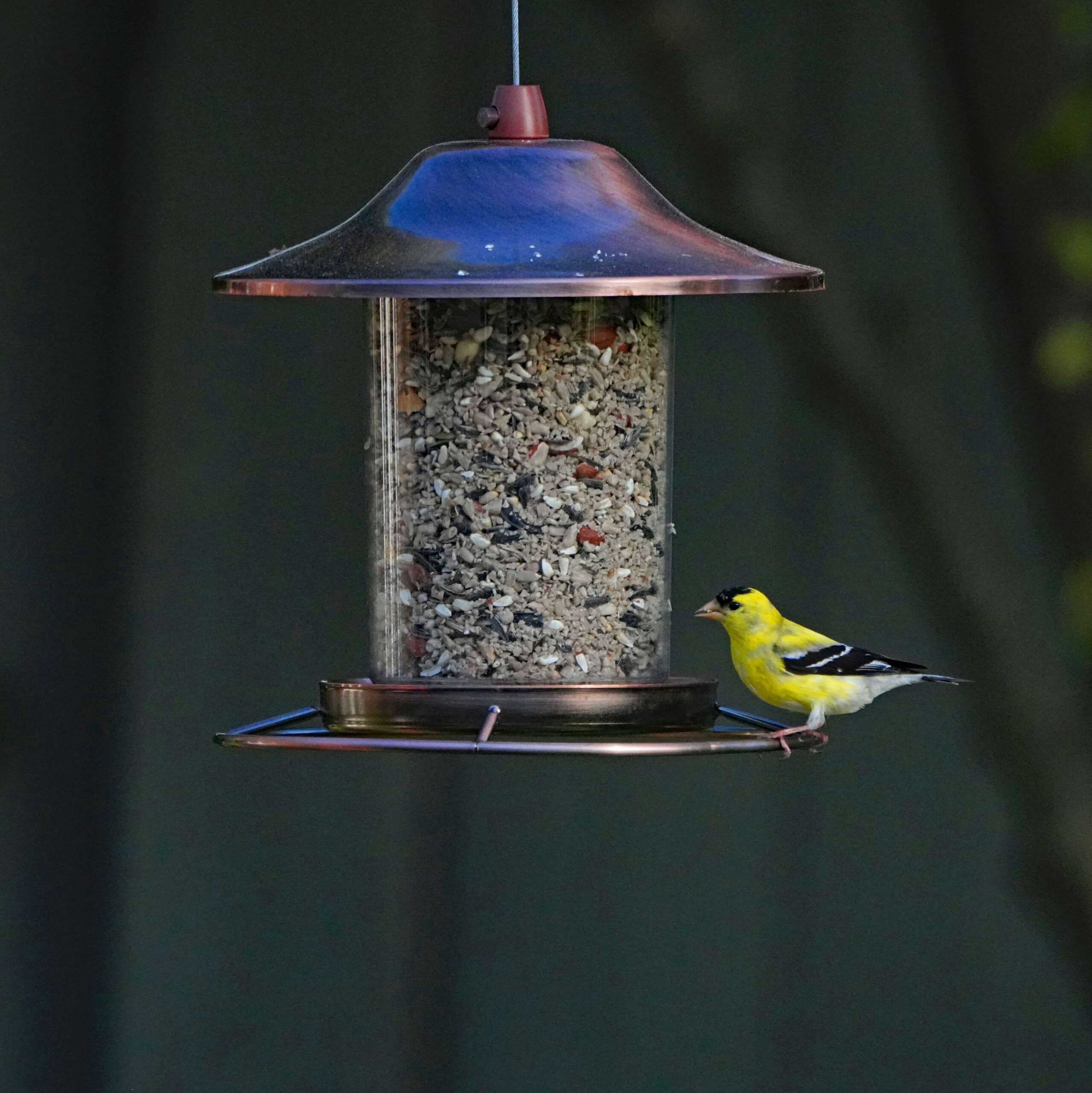 American Goldfich at House Feeder