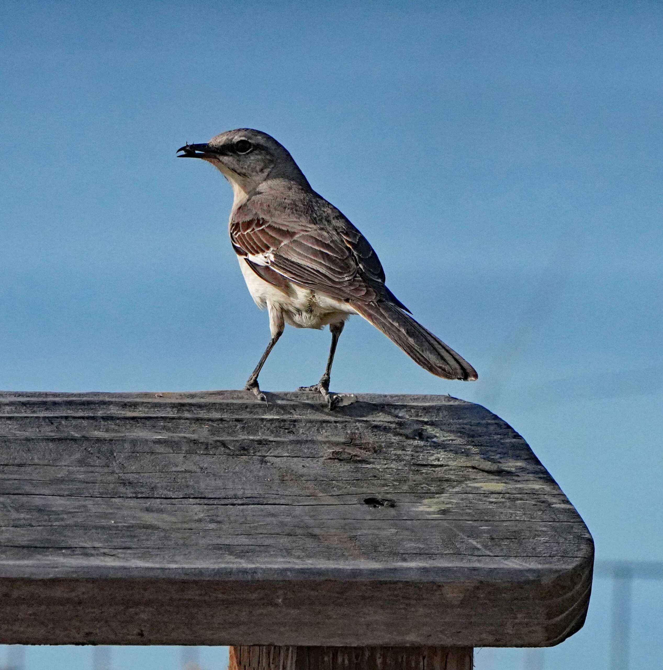 Northern Mockingbird with Bug